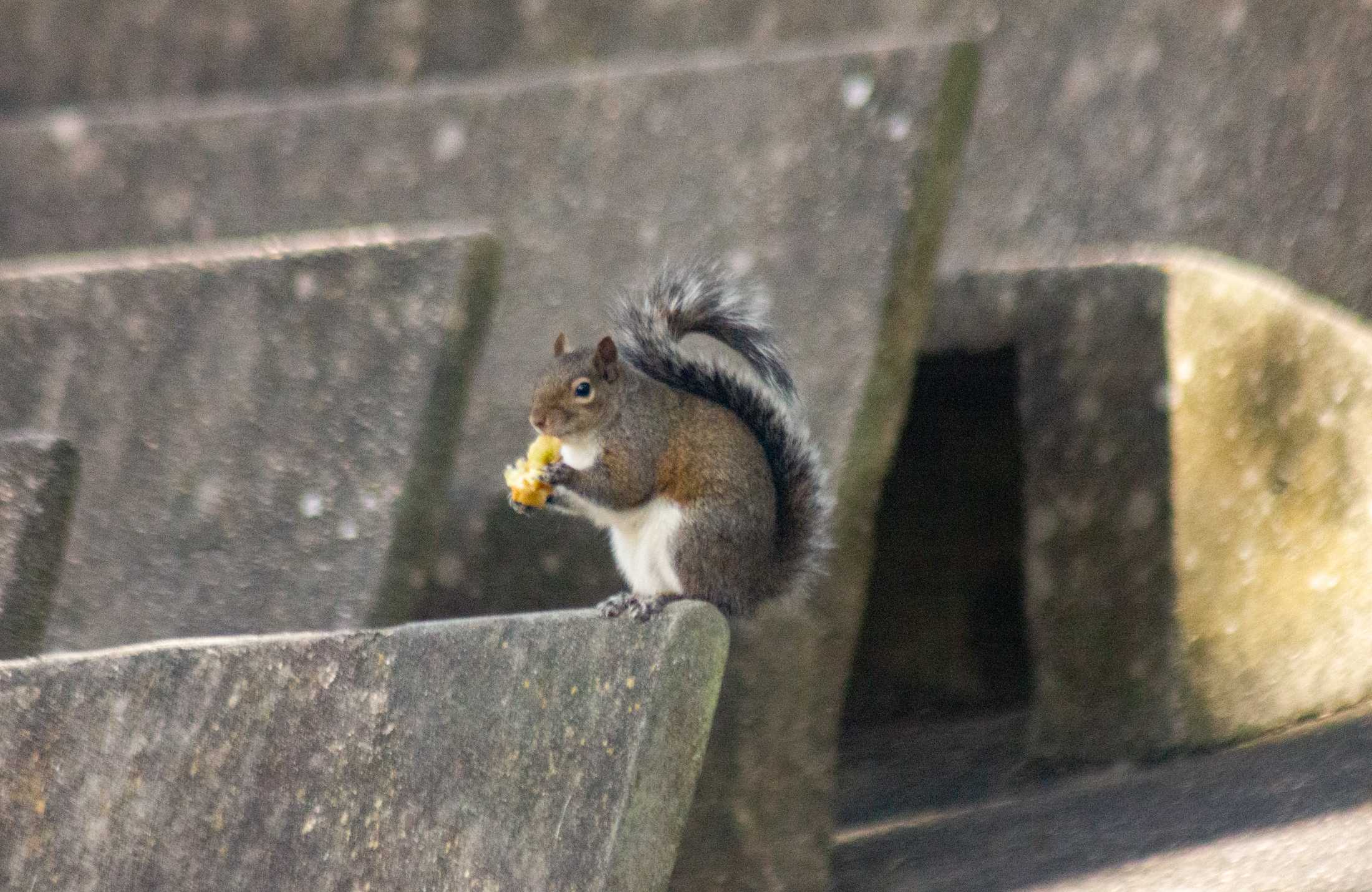 PHOTOS: What are the LSU squirrels eating?