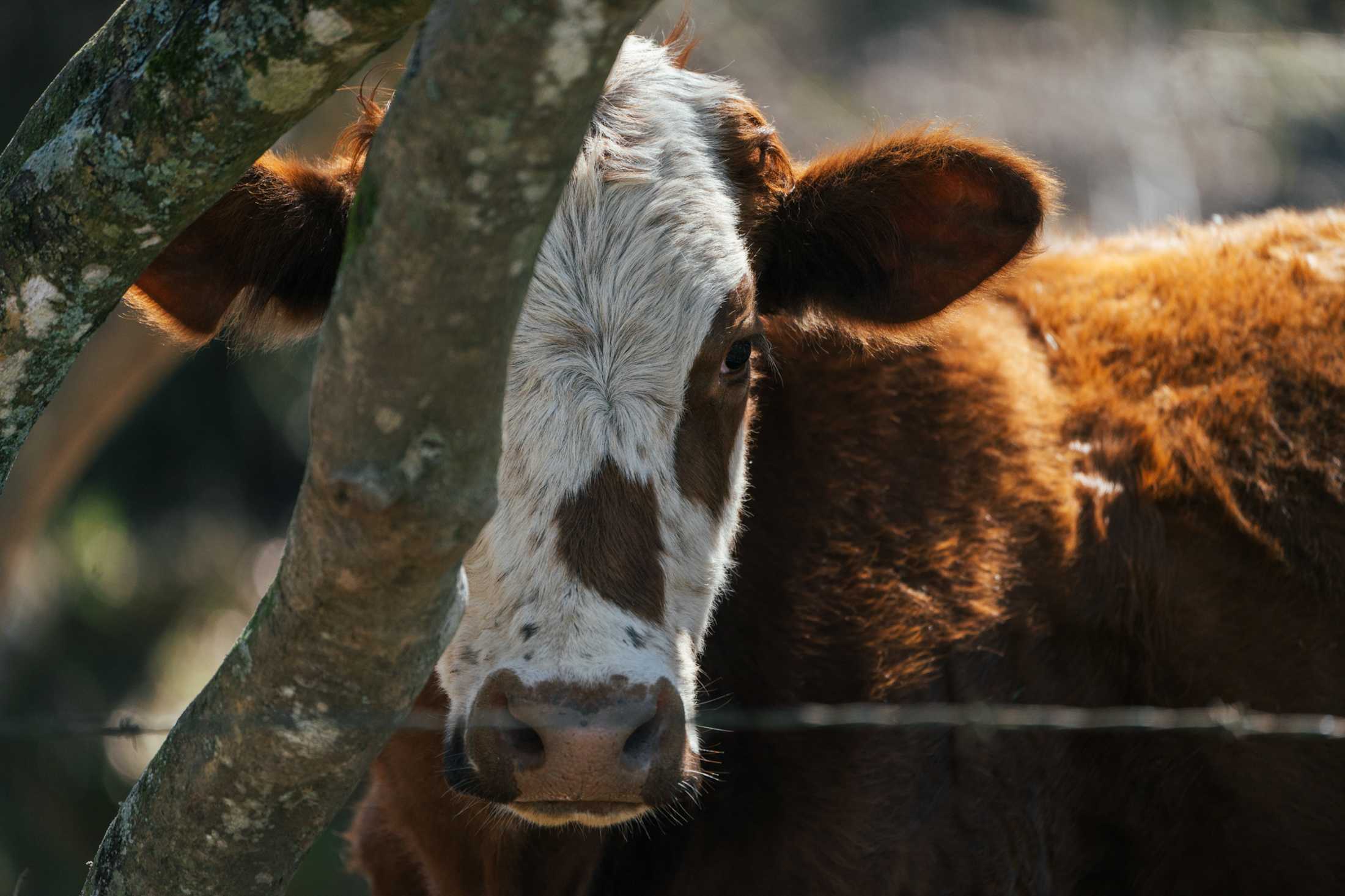 PHOTOS: Our local farms