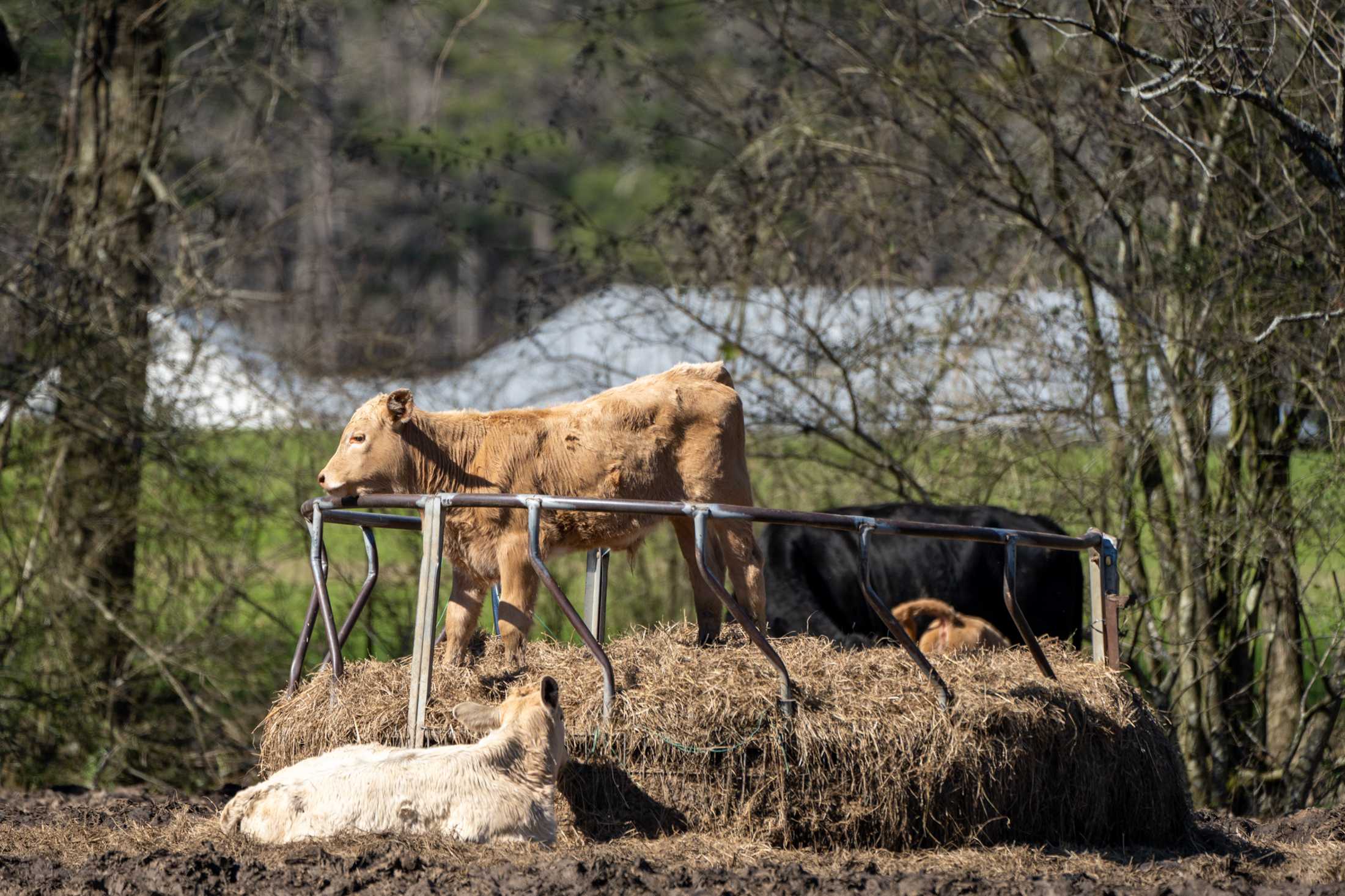 PHOTOS: Our local farms