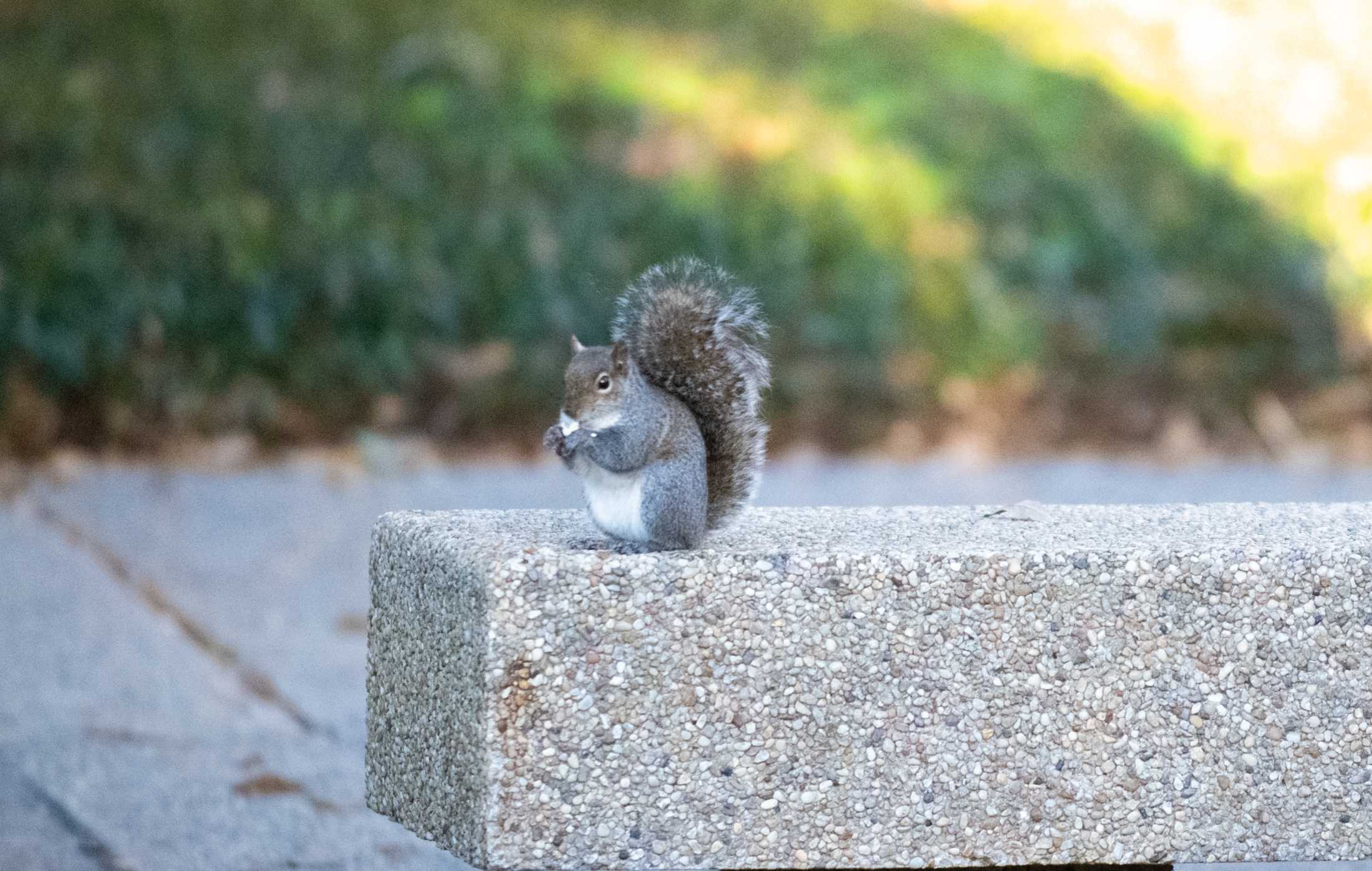 PHOTOS: What are the LSU squirrels eating?