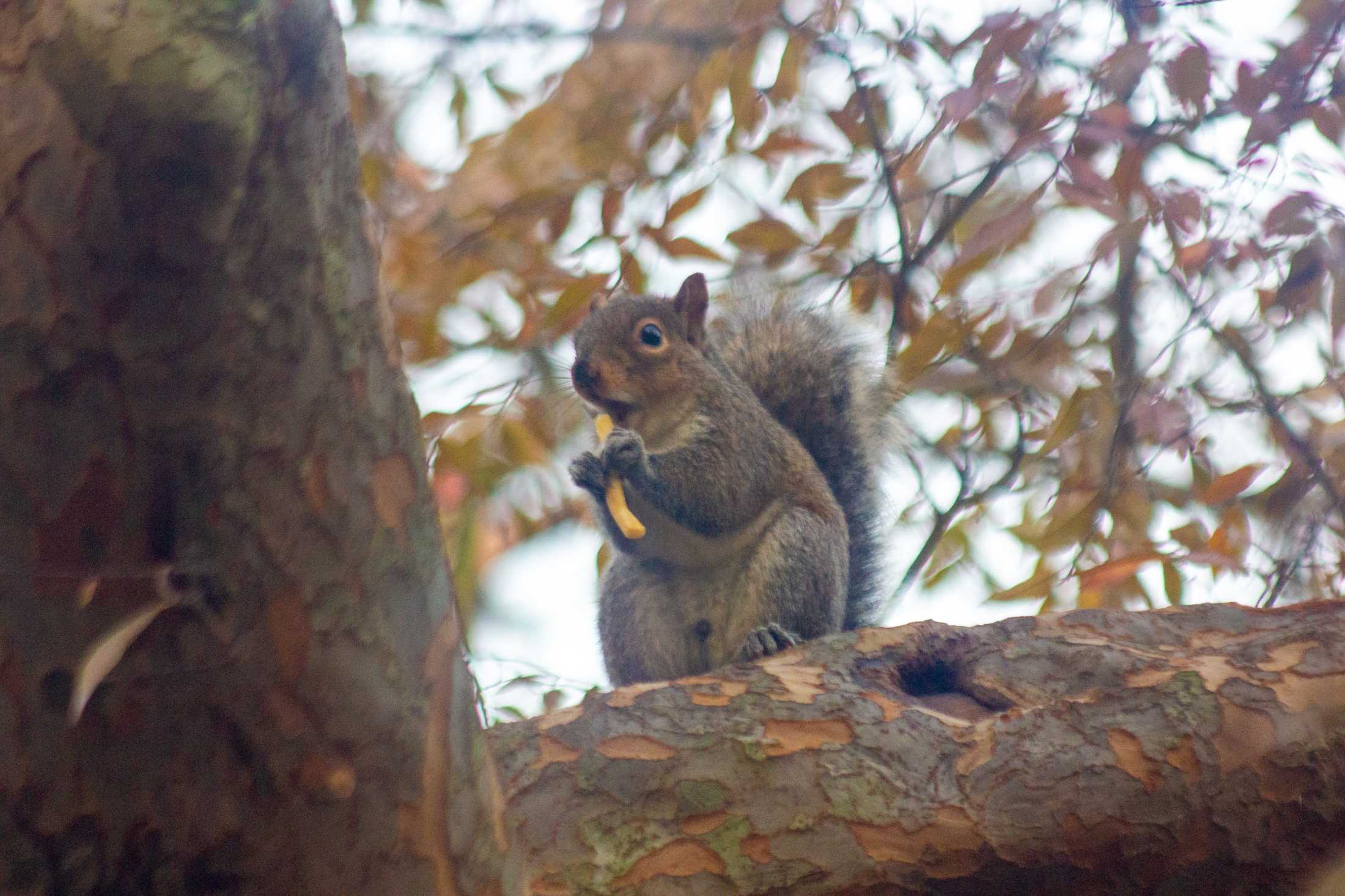 PHOTOS: What are the LSU squirrels eating?