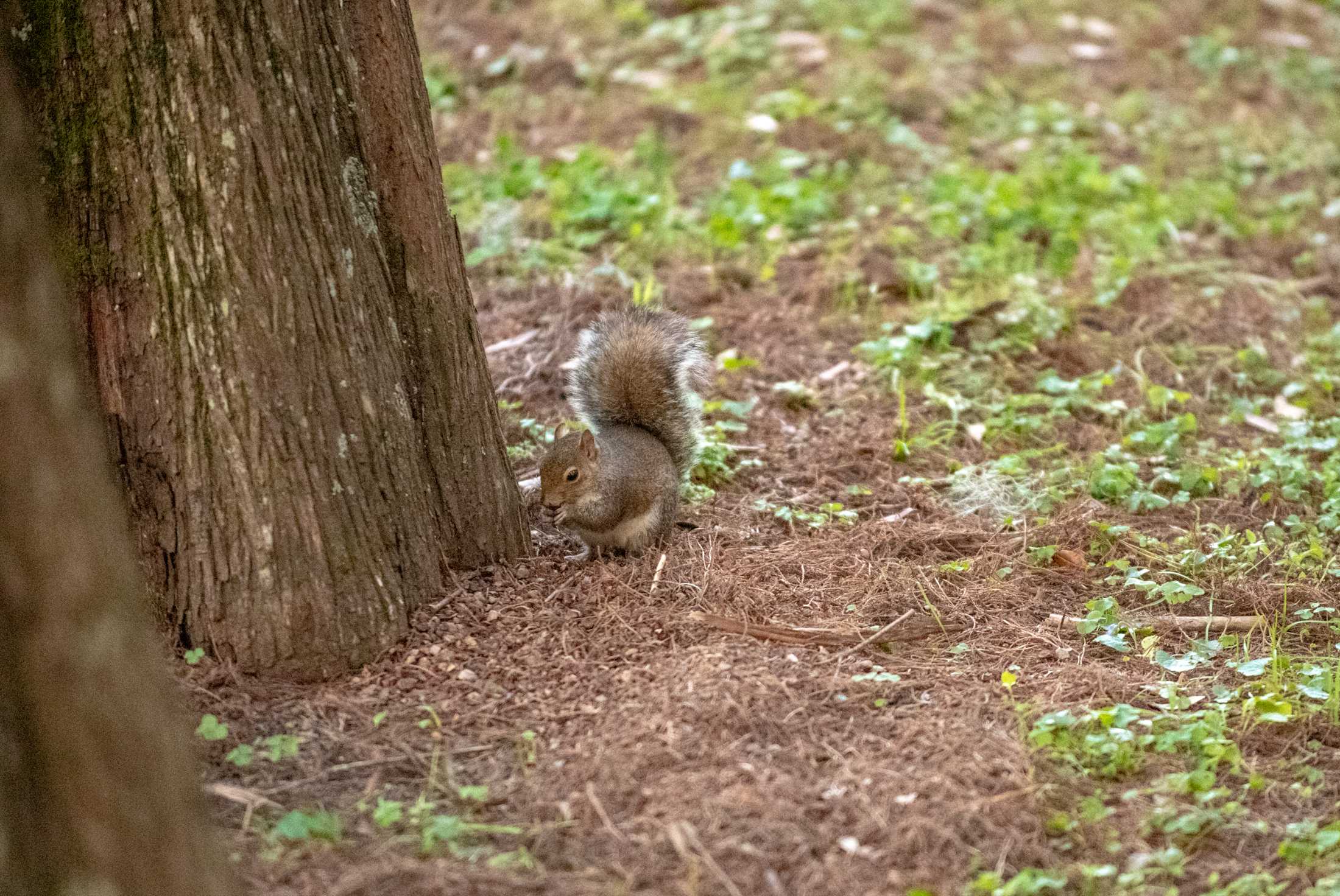 PHOTOS: What are the LSU squirrels eating?