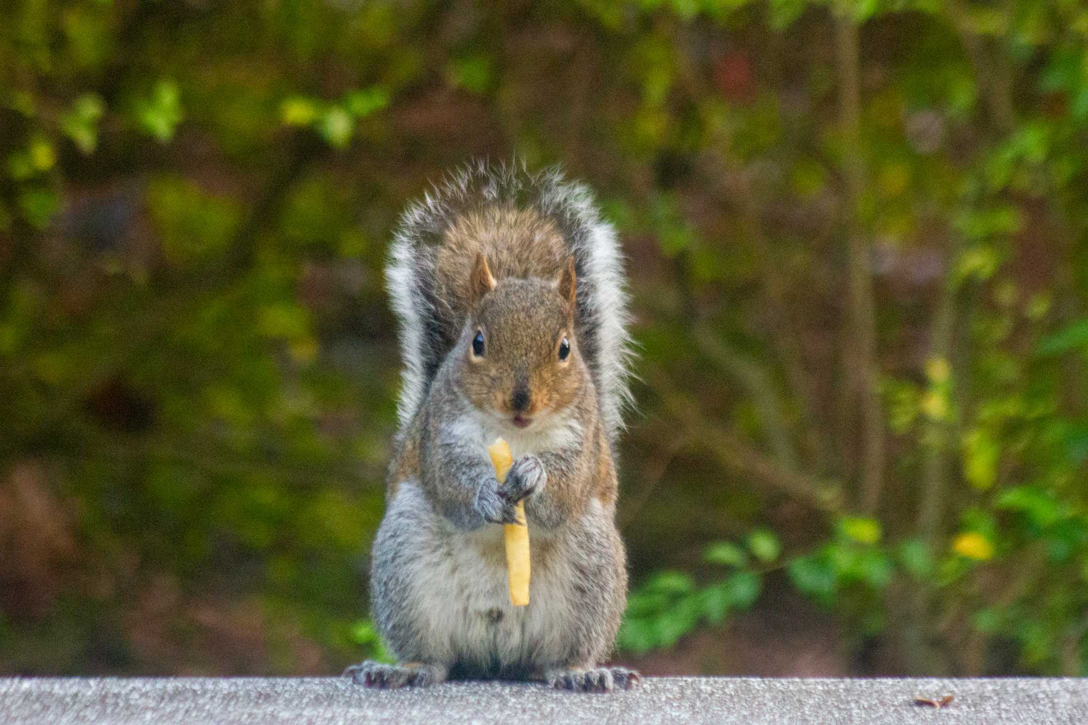 PHOTOS: What are the LSU squirrels eating?