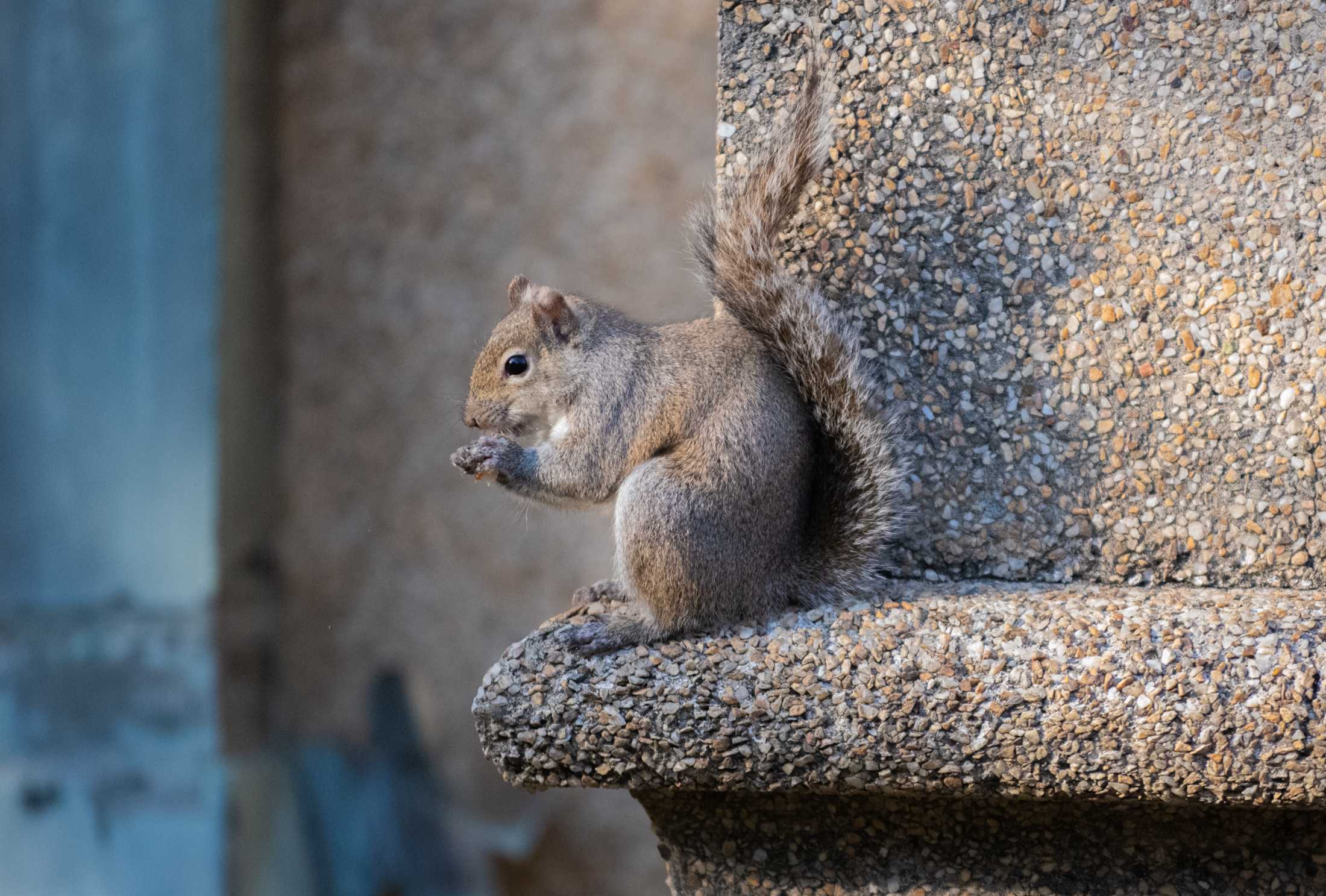 PHOTOS: What are the LSU squirrels eating?