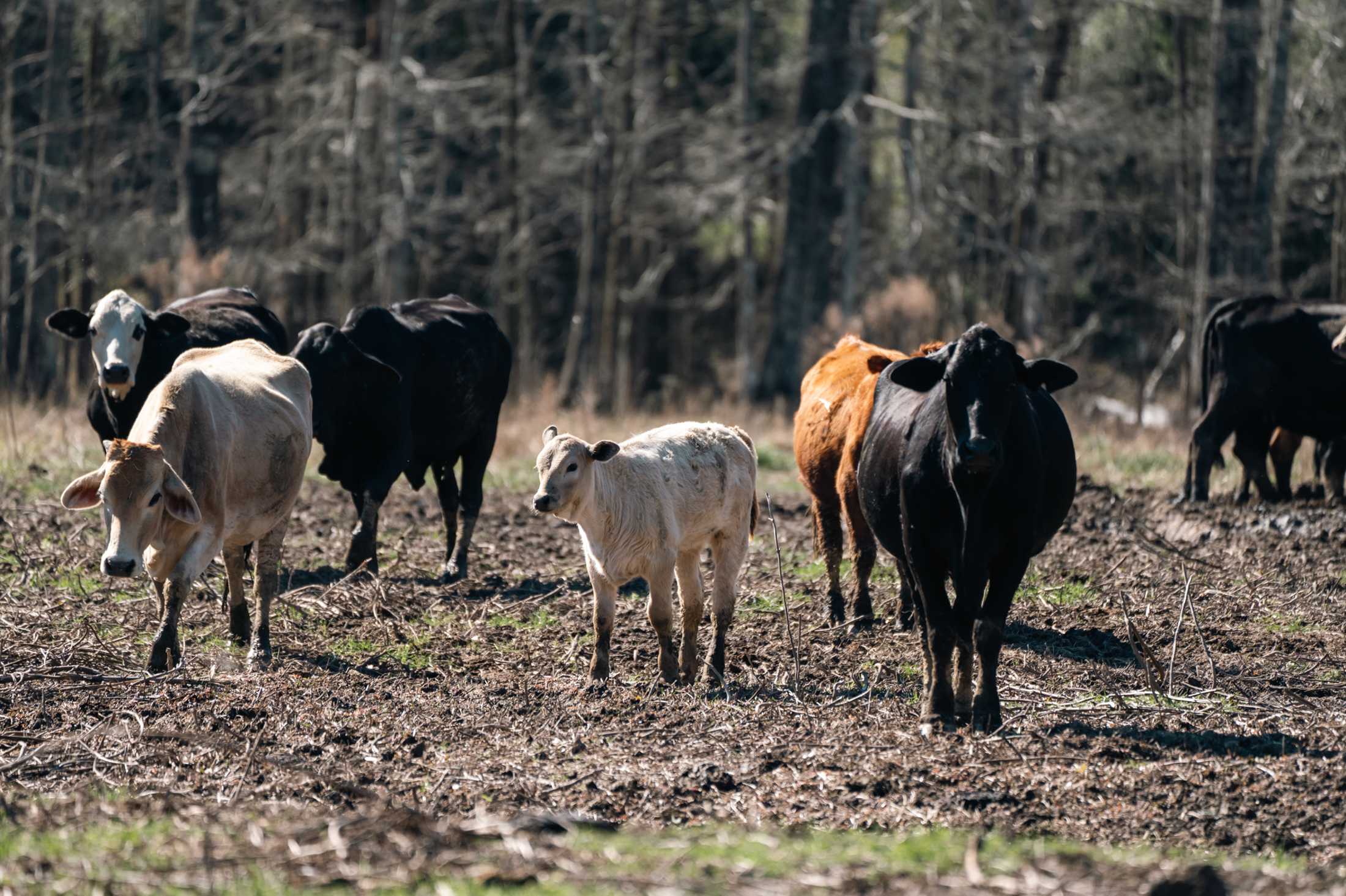 PHOTOS: Our local farms