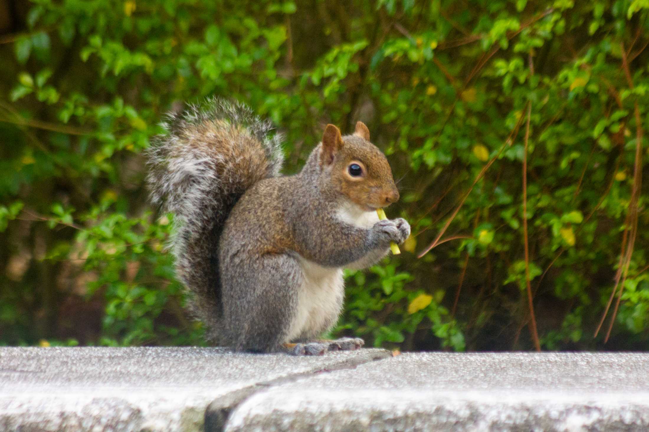 PHOTOS: What are the LSU squirrels eating?