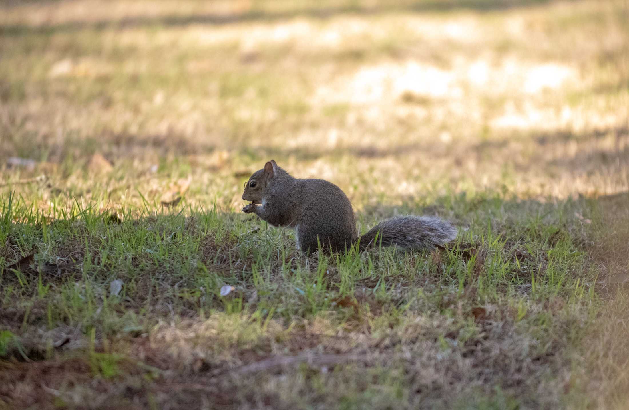 PHOTOS: What are the LSU squirrels eating?