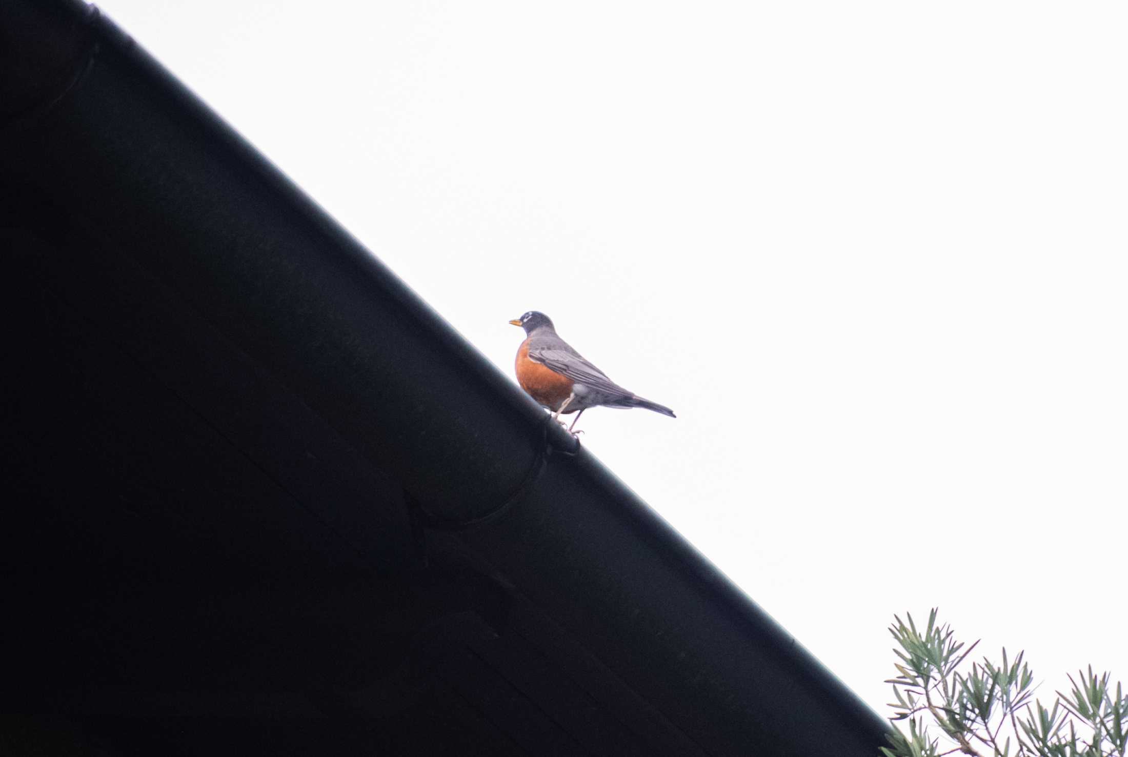 PHOTOS: LSU bird watching