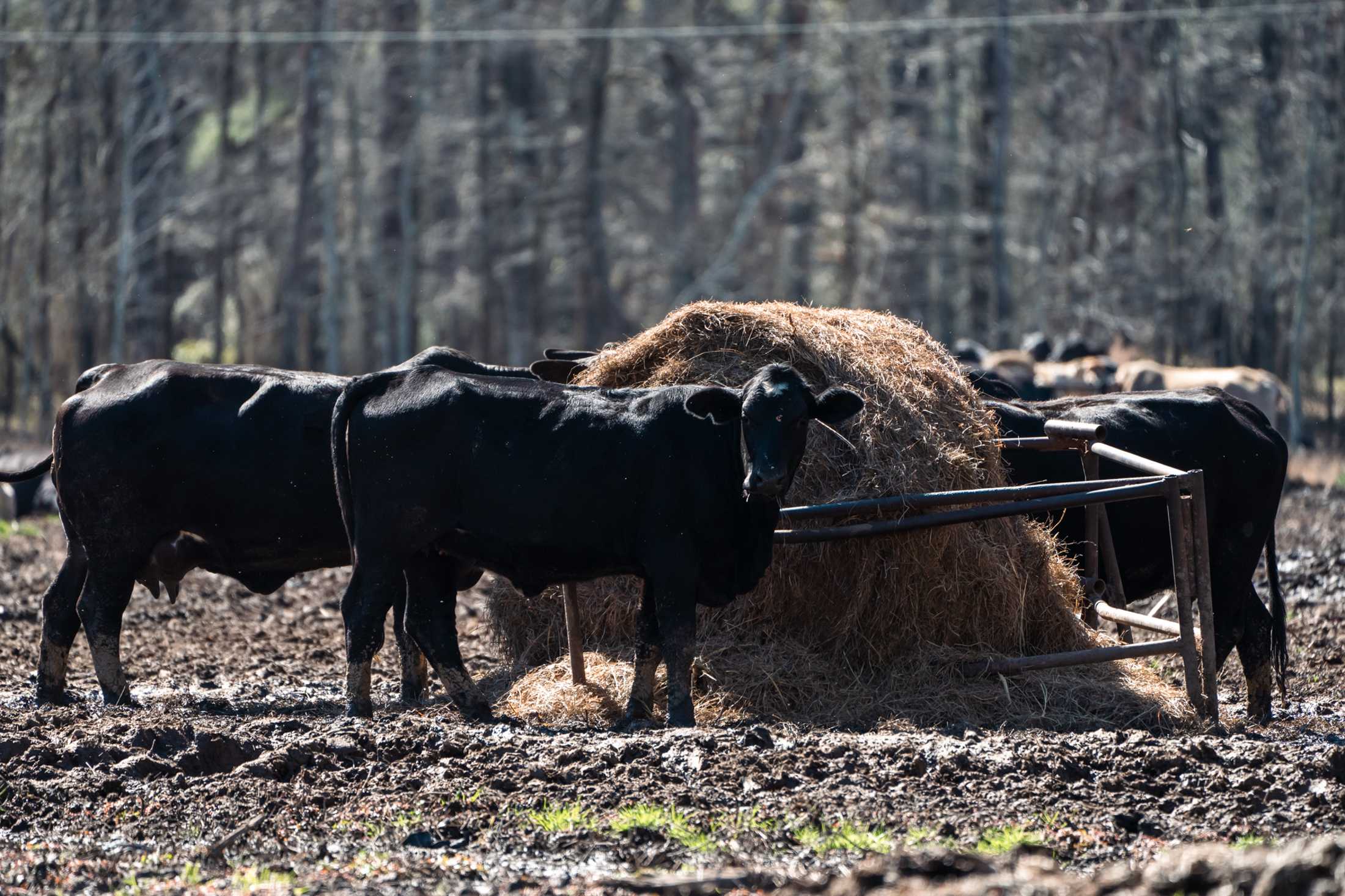 PHOTOS: Our local farms