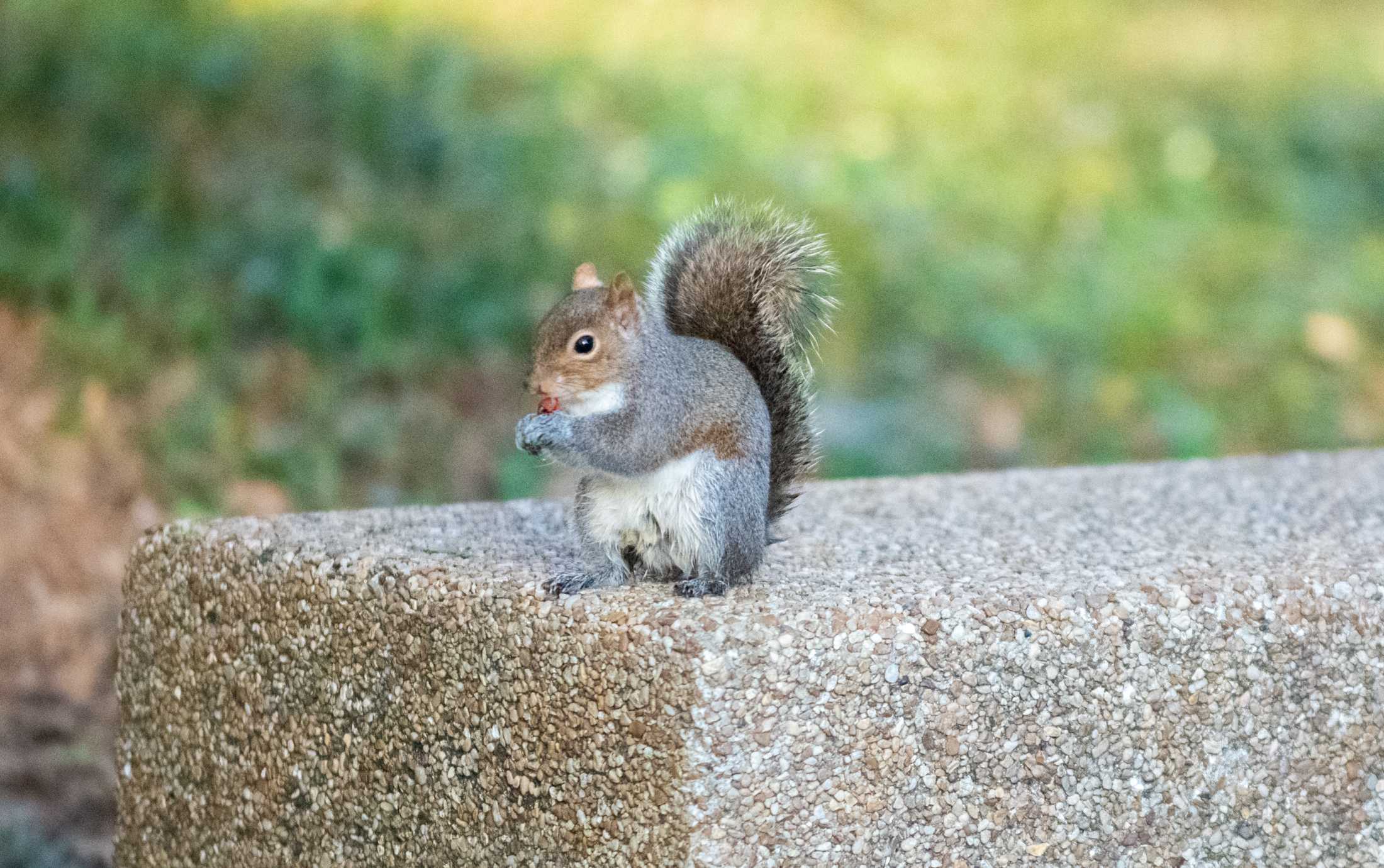 PHOTOS: What are the LSU squirrels eating?