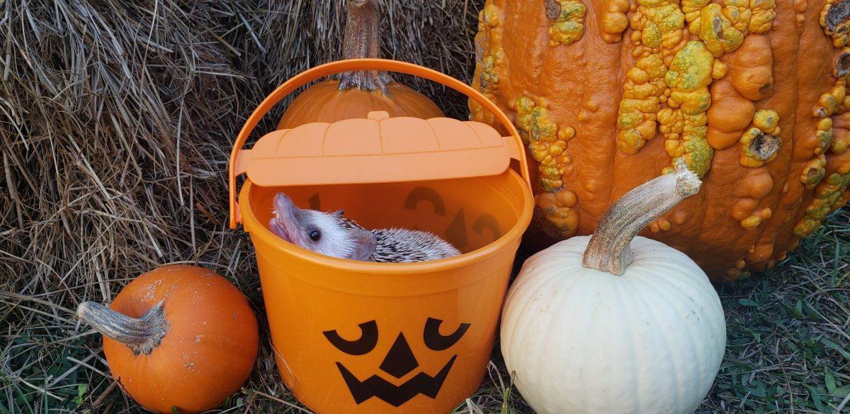 Betty celebrates Halloween at a pumpkin patch&#160;