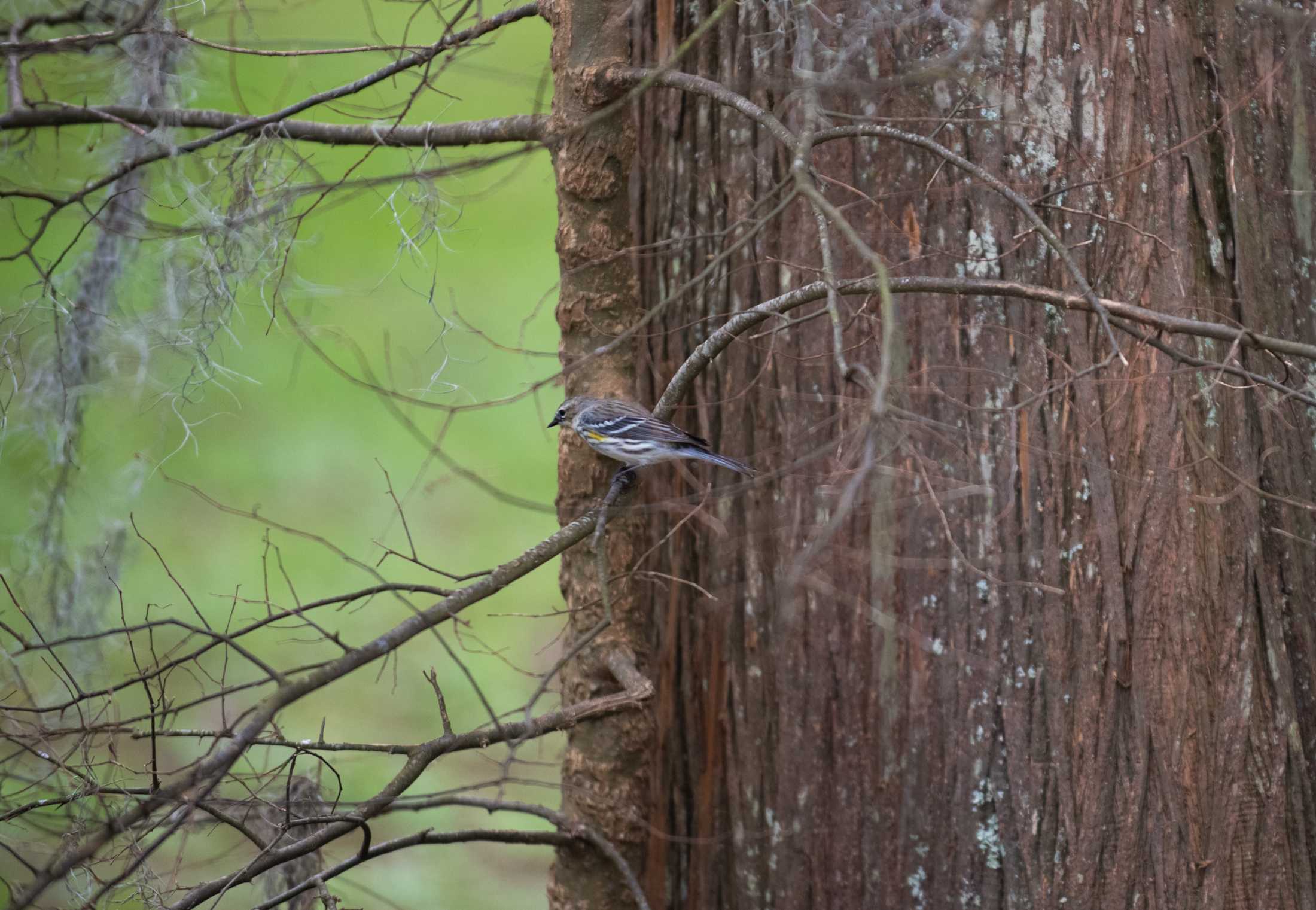 PHOTOS: LSU bird watching