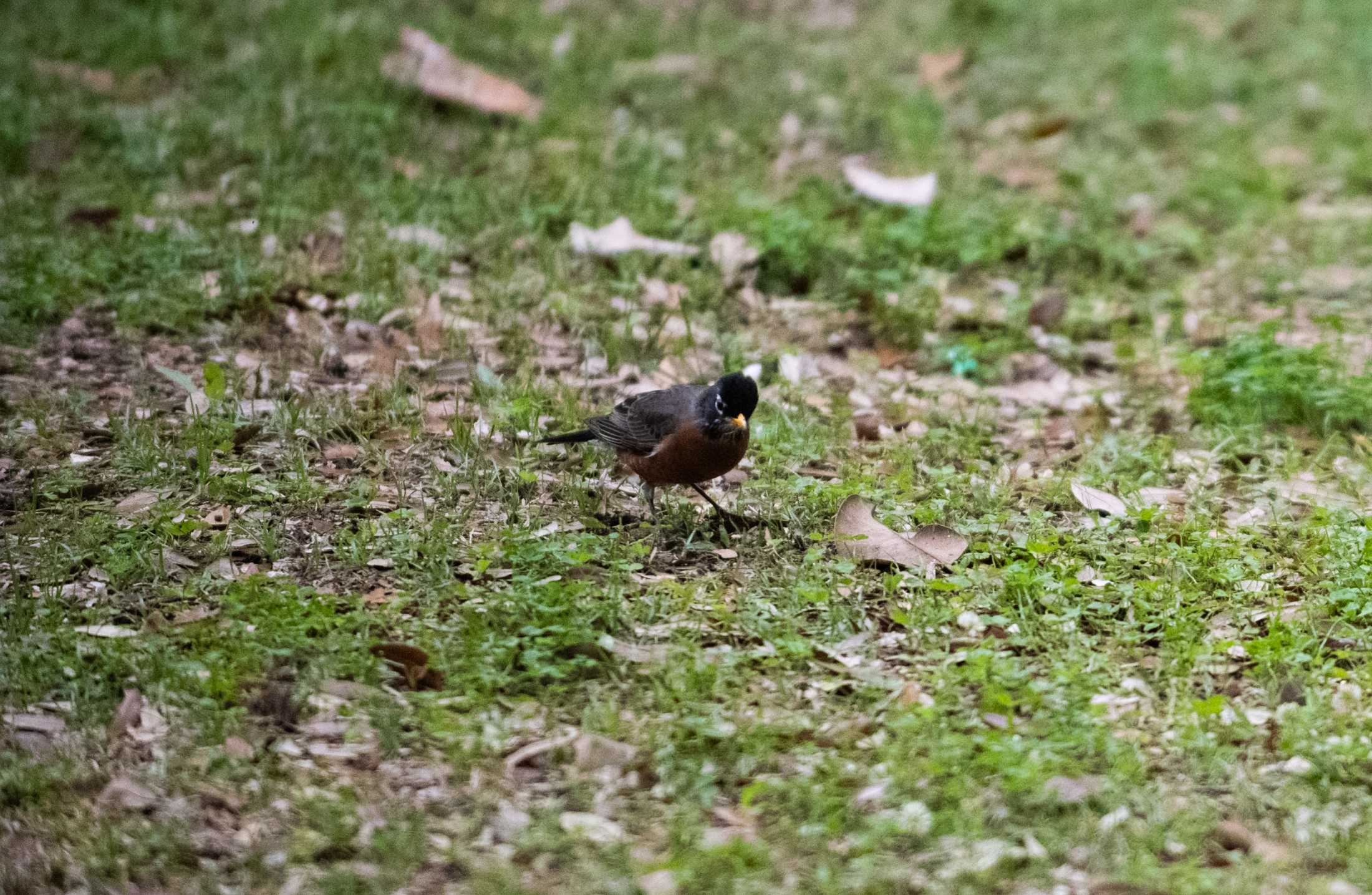 PHOTOS: LSU bird watching