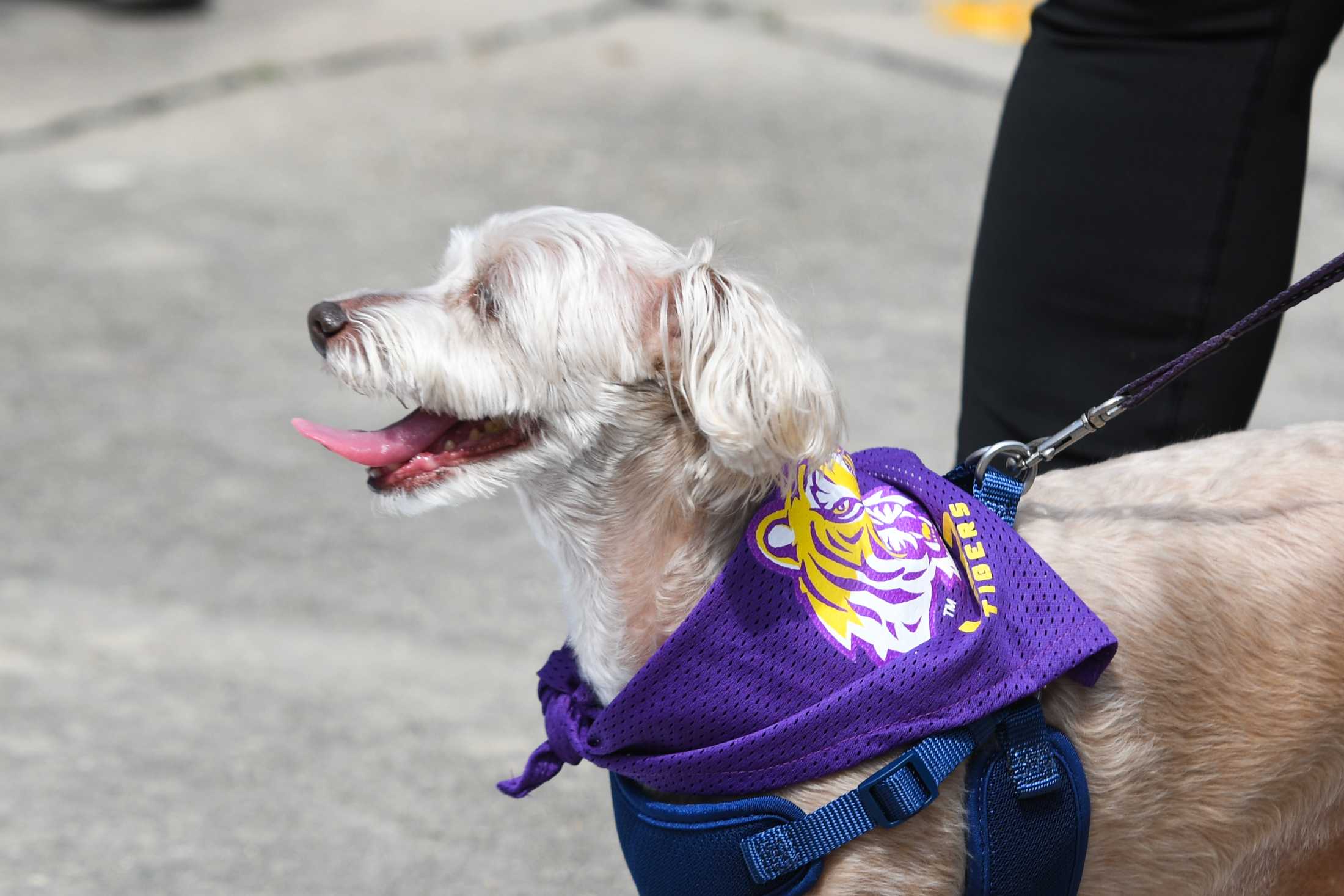 PHOTOS: LSU women's basketball heads off to Dallas for the Final Four