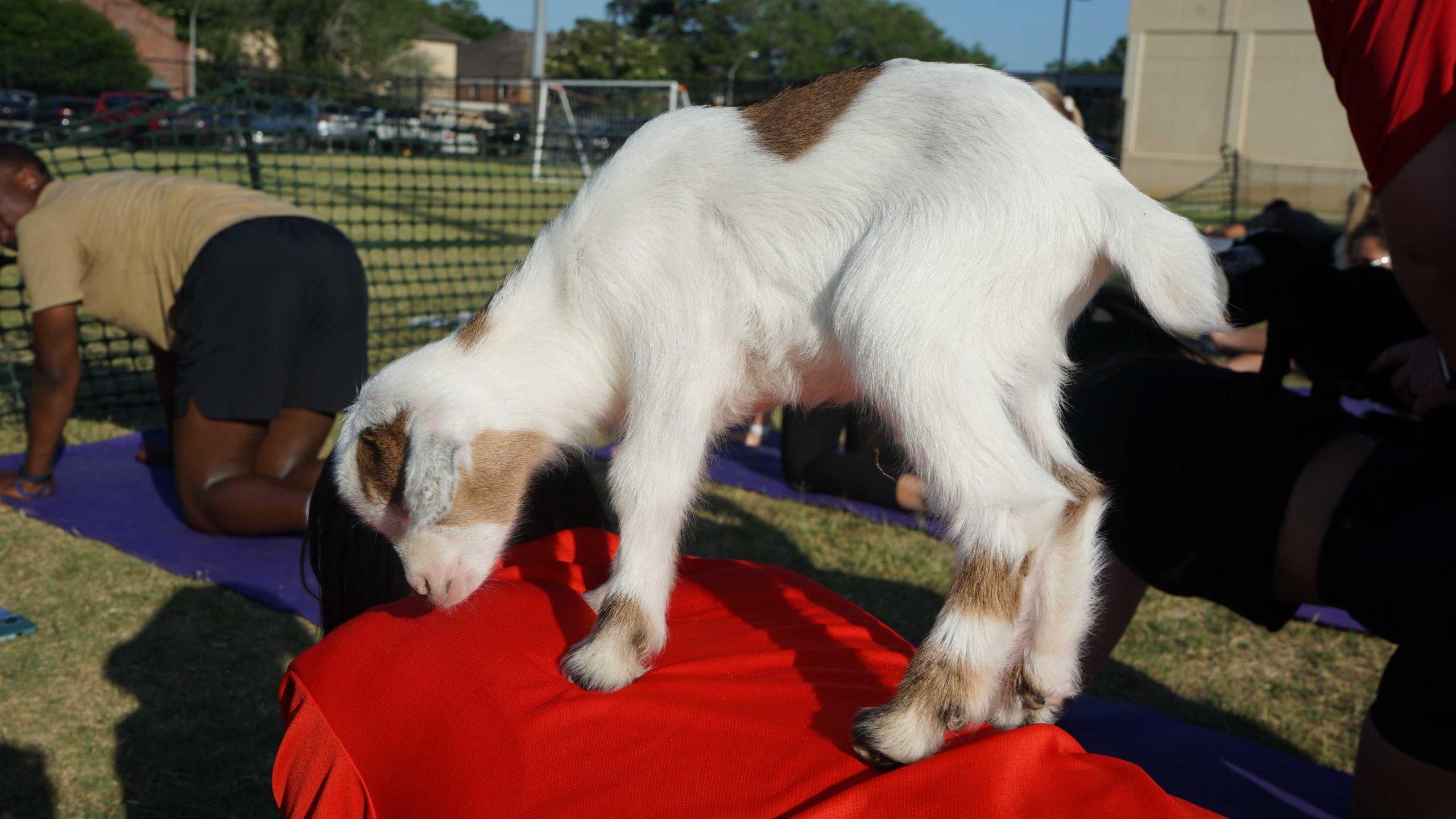 College getting your goat? LSU students turn to UREC&#8217;s Goat Yoga Class for stress relief