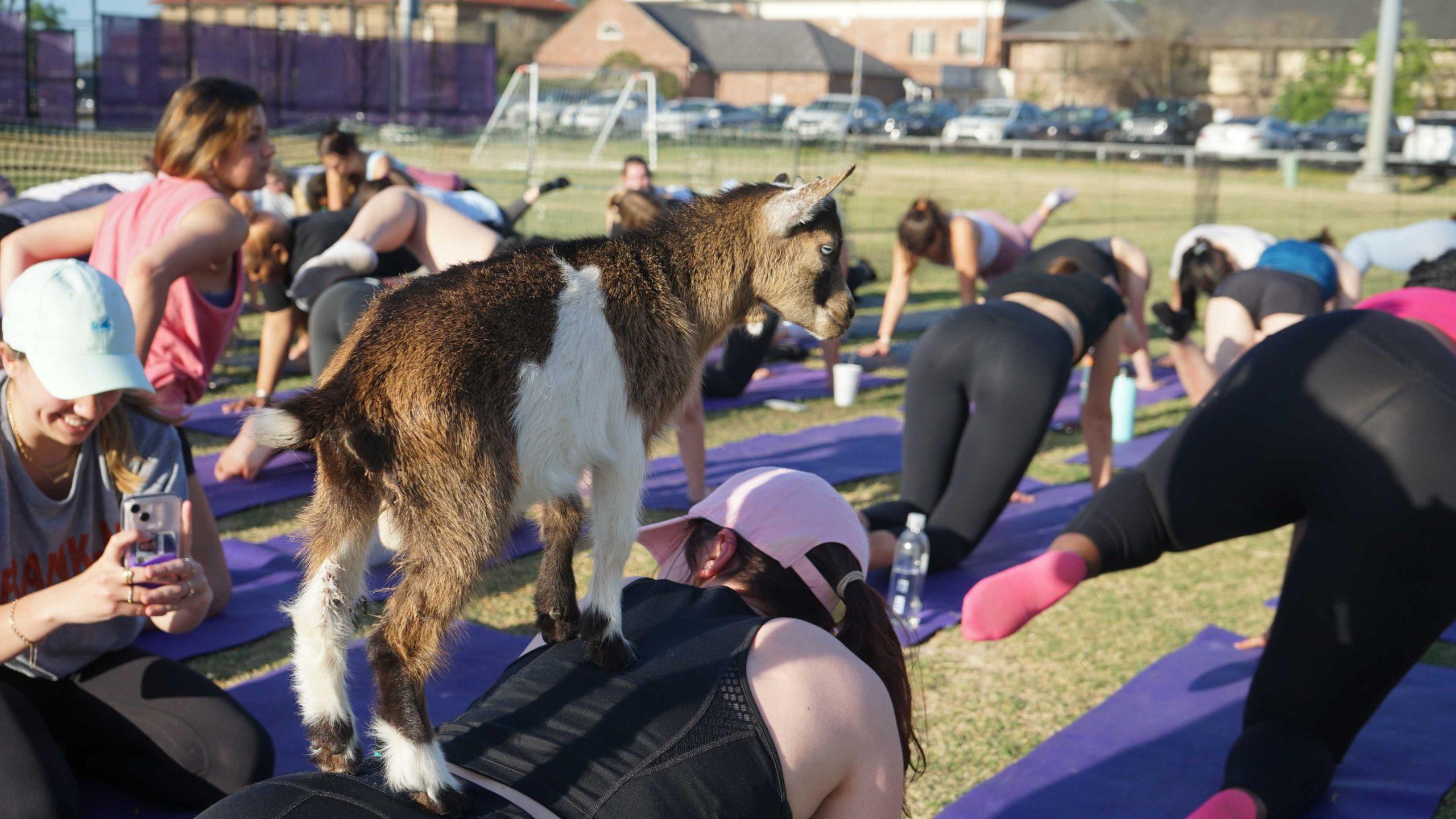 College getting your goat? LSU students turn to UREC&#8217;s Goat Yoga Class for stress relief