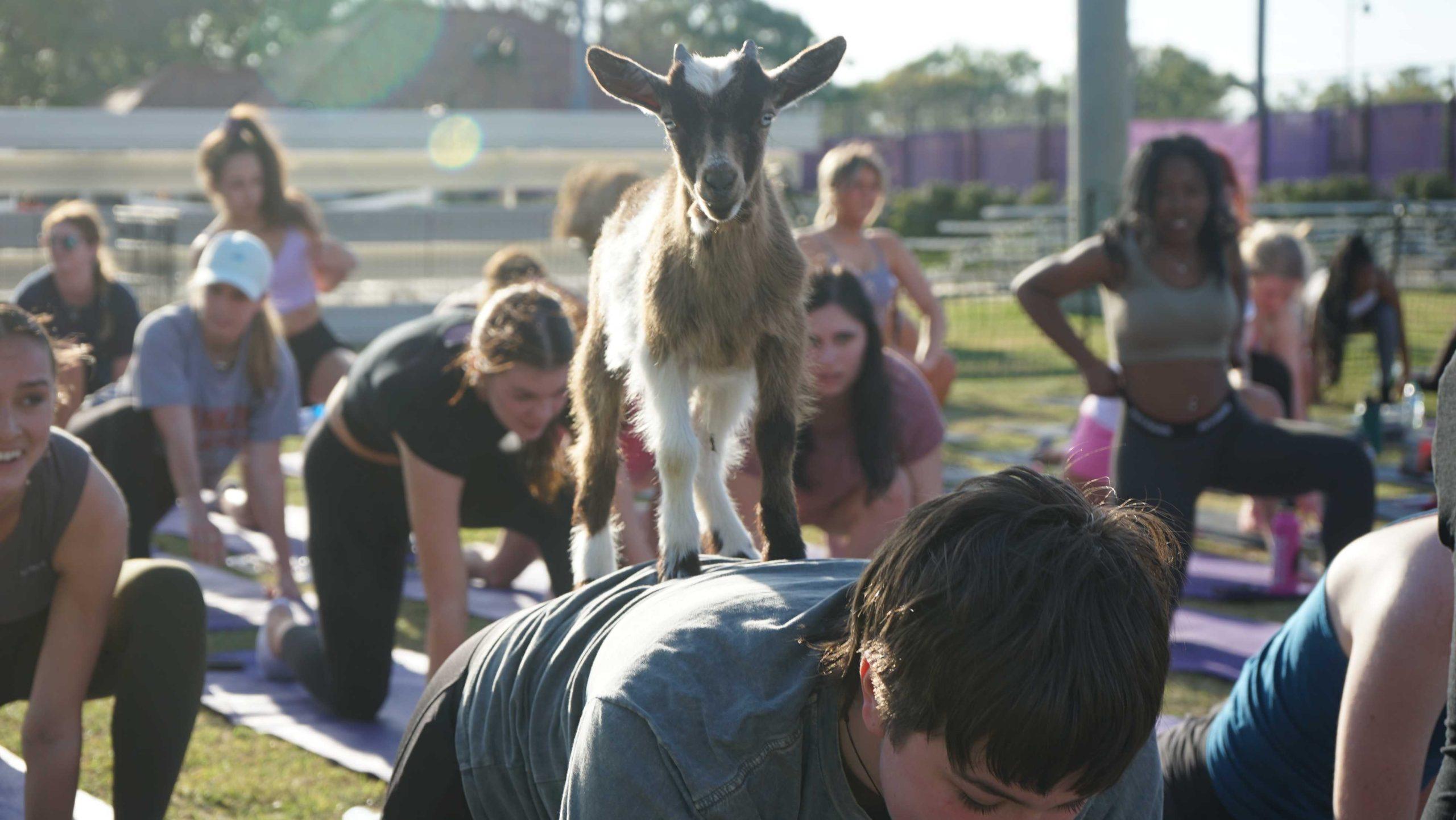 College getting your goat? LSU students turn to UREC&#8217;s Goat Yoga Class for stress relief