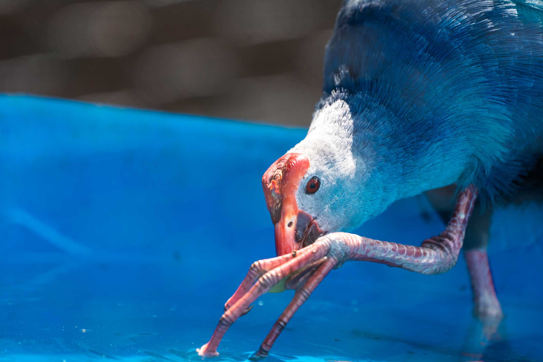 PHOTOS: The wildlife at Barn Hill Preserve