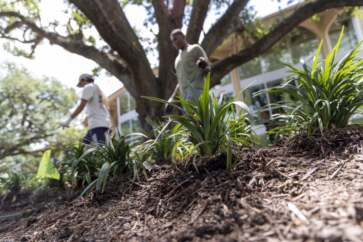 Volunteers make improvements to the landscape Thursday, April 20, 2023, for Spring Greening Day in front of the LSU Student Union on LSU's campus.