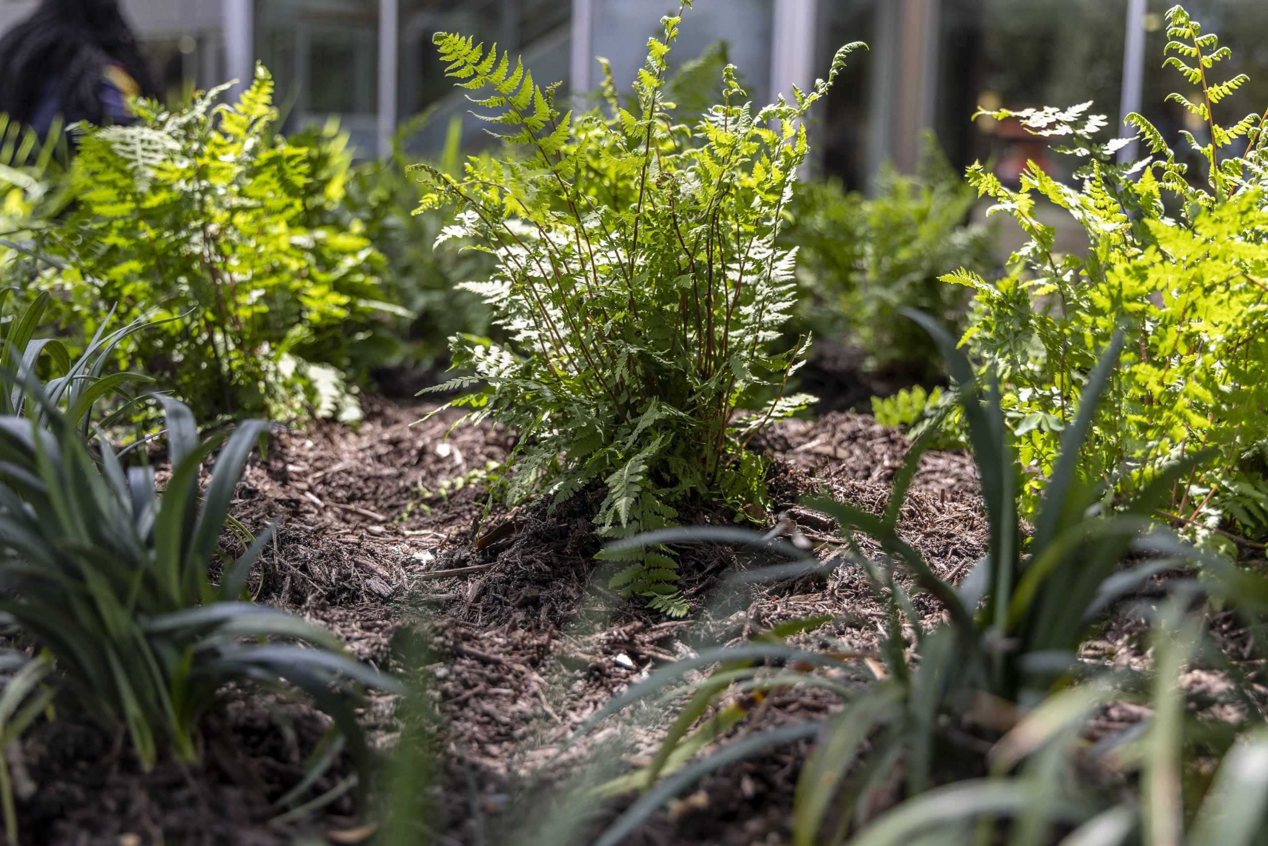 LSU students plant 12,000 plants near Student Union: 'We can make a real difference'