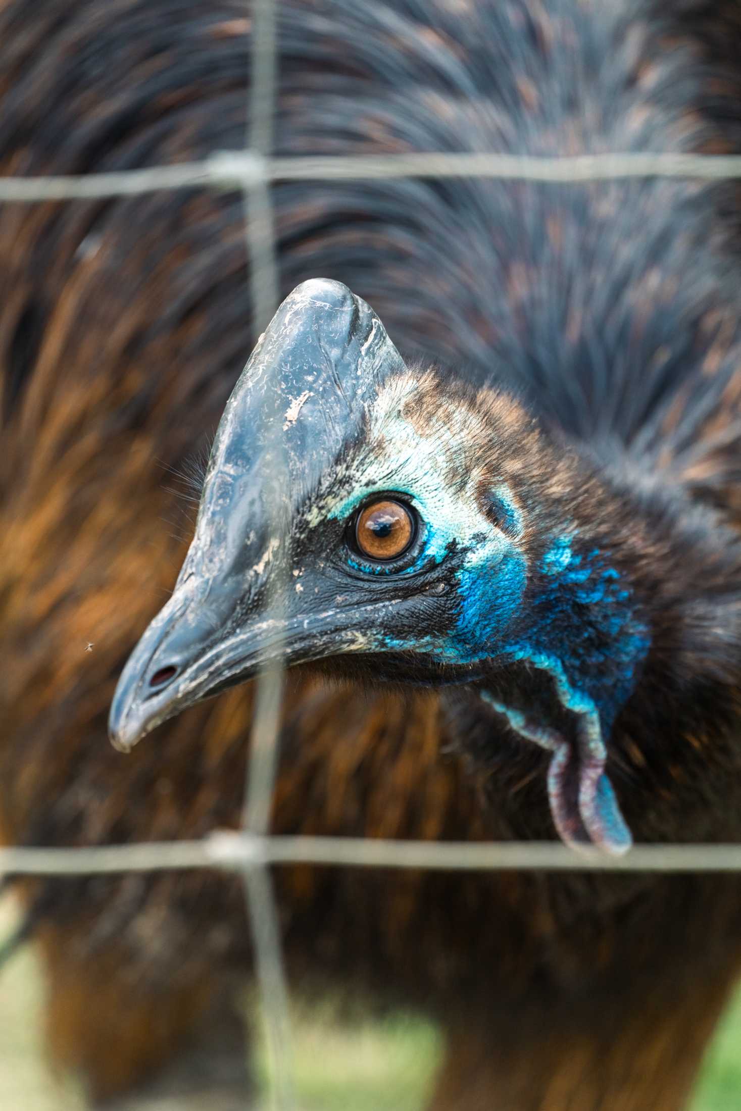 PHOTOS: The wildlife at Barn Hill Preserve