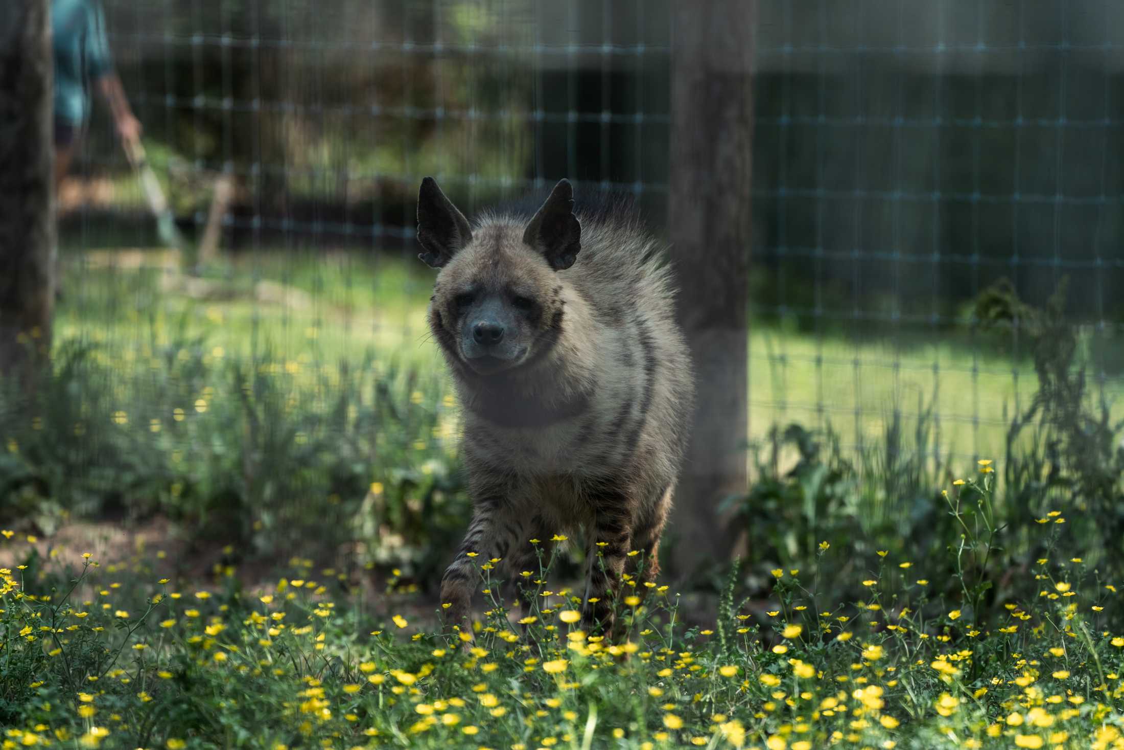 PHOTOS: The wildlife at Barn Hill Preserve