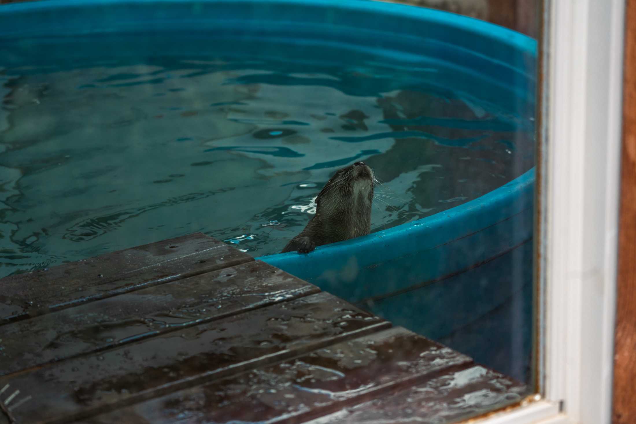 PHOTOS: The wildlife at Barn Hill Preserve