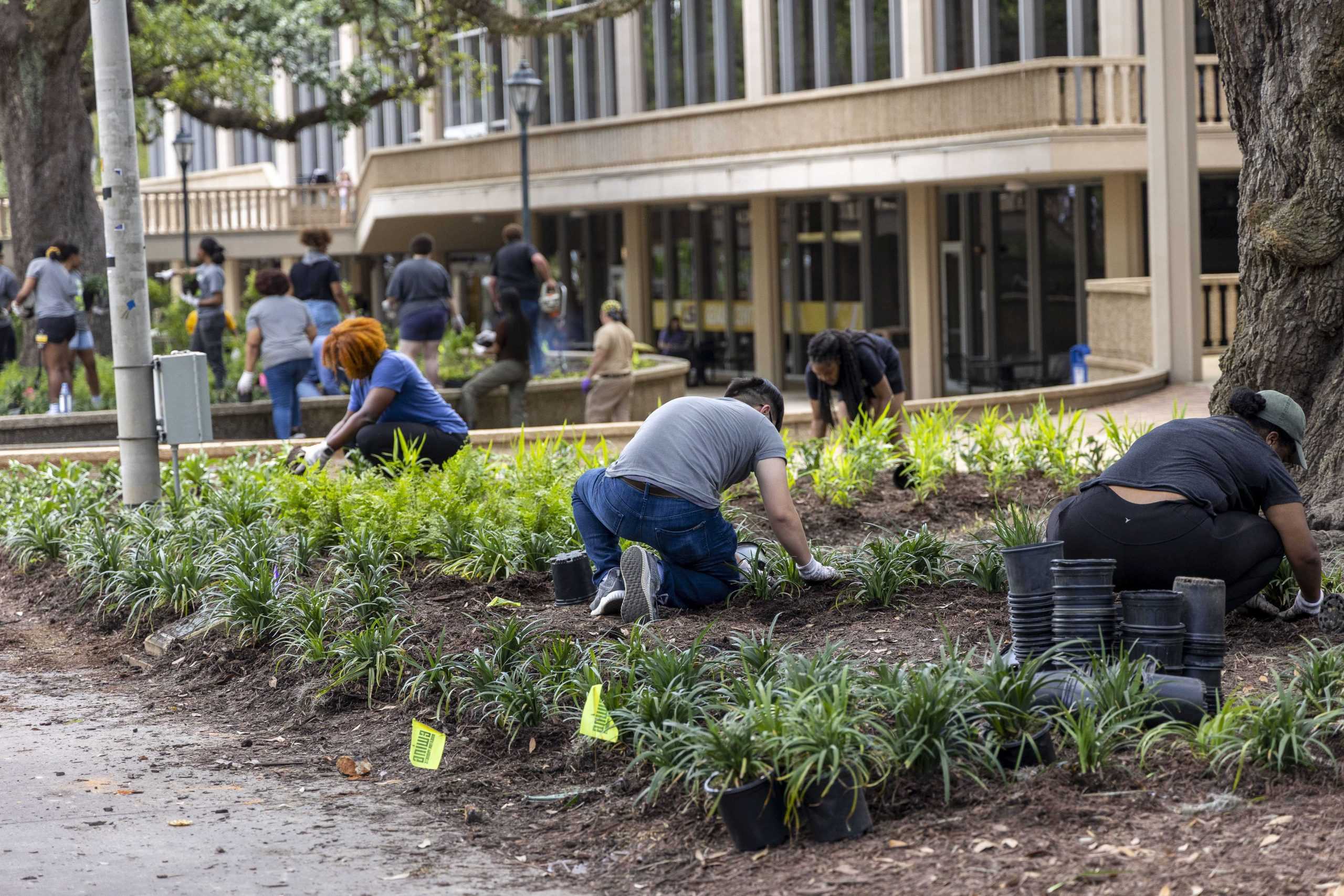 LSU students plant 12,000 plants near Student Union: 'We can make a real difference'