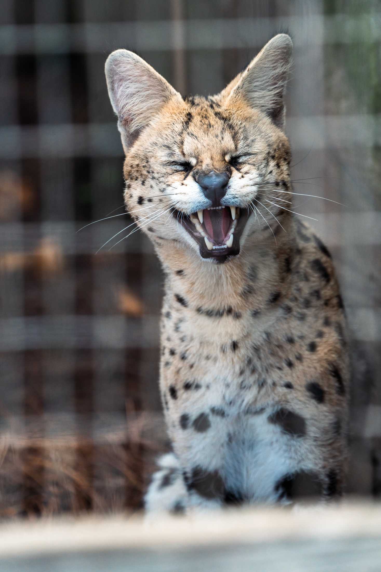 PHOTOS: The wildlife at Barn Hill Preserve