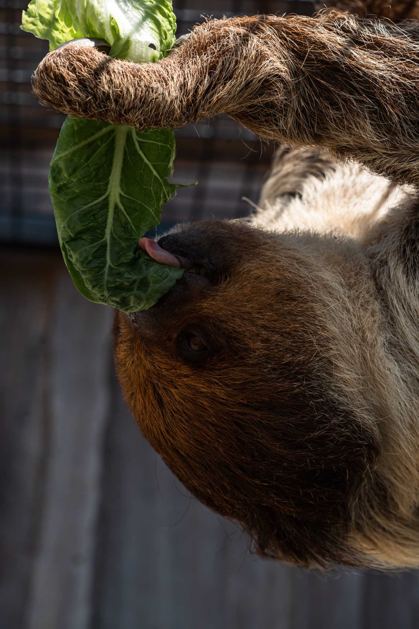 PHOTOS: The wildlife at Barn Hill Preserve