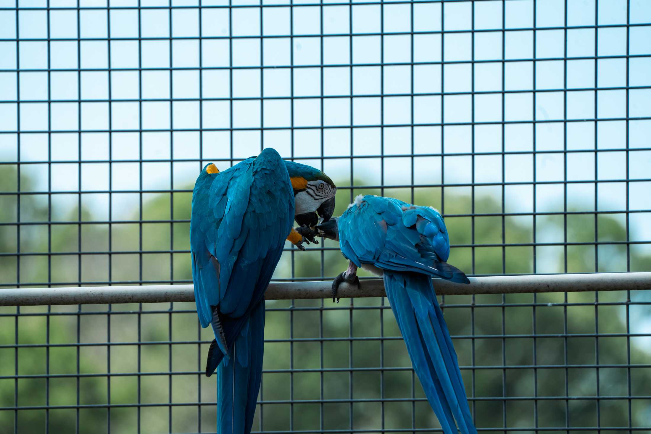 PHOTOS: The wildlife at Barn Hill Preserve