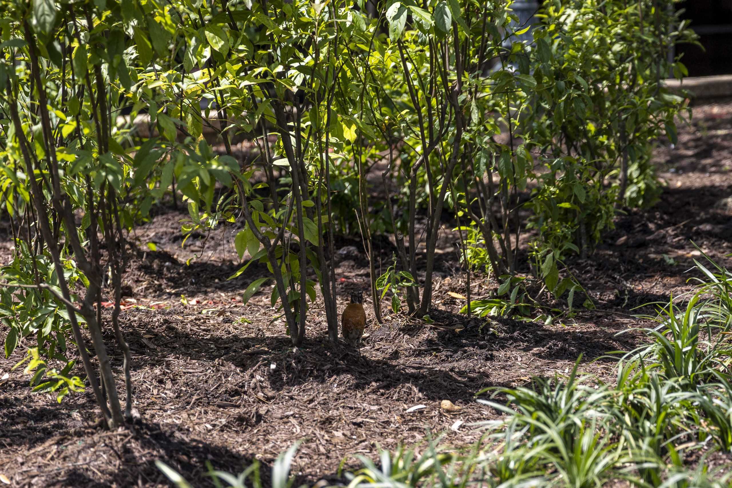 LSU students plant 12,000 plants near Student Union: 'We can make a real difference'