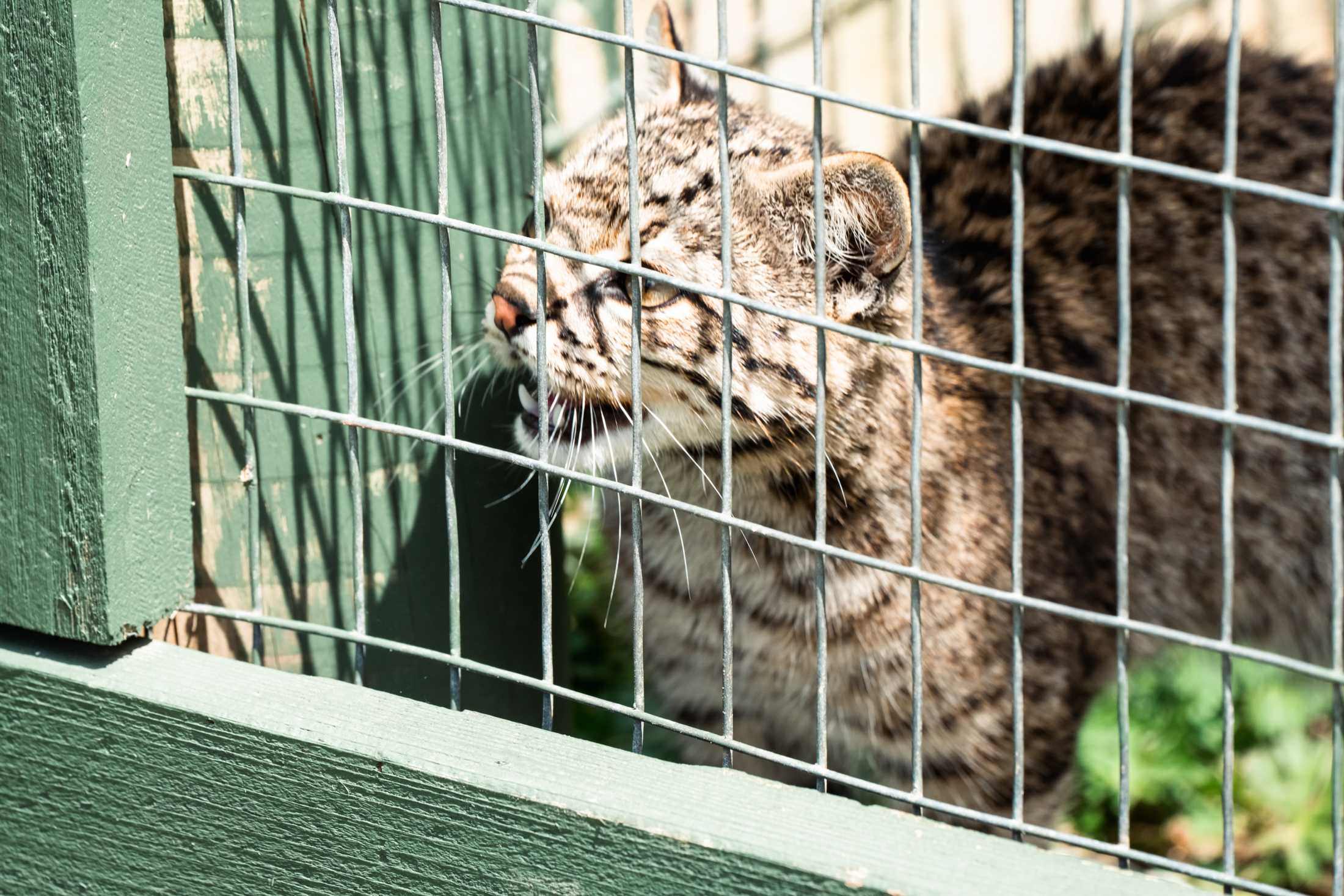 PHOTOS: The wildlife at Barn Hill Preserve