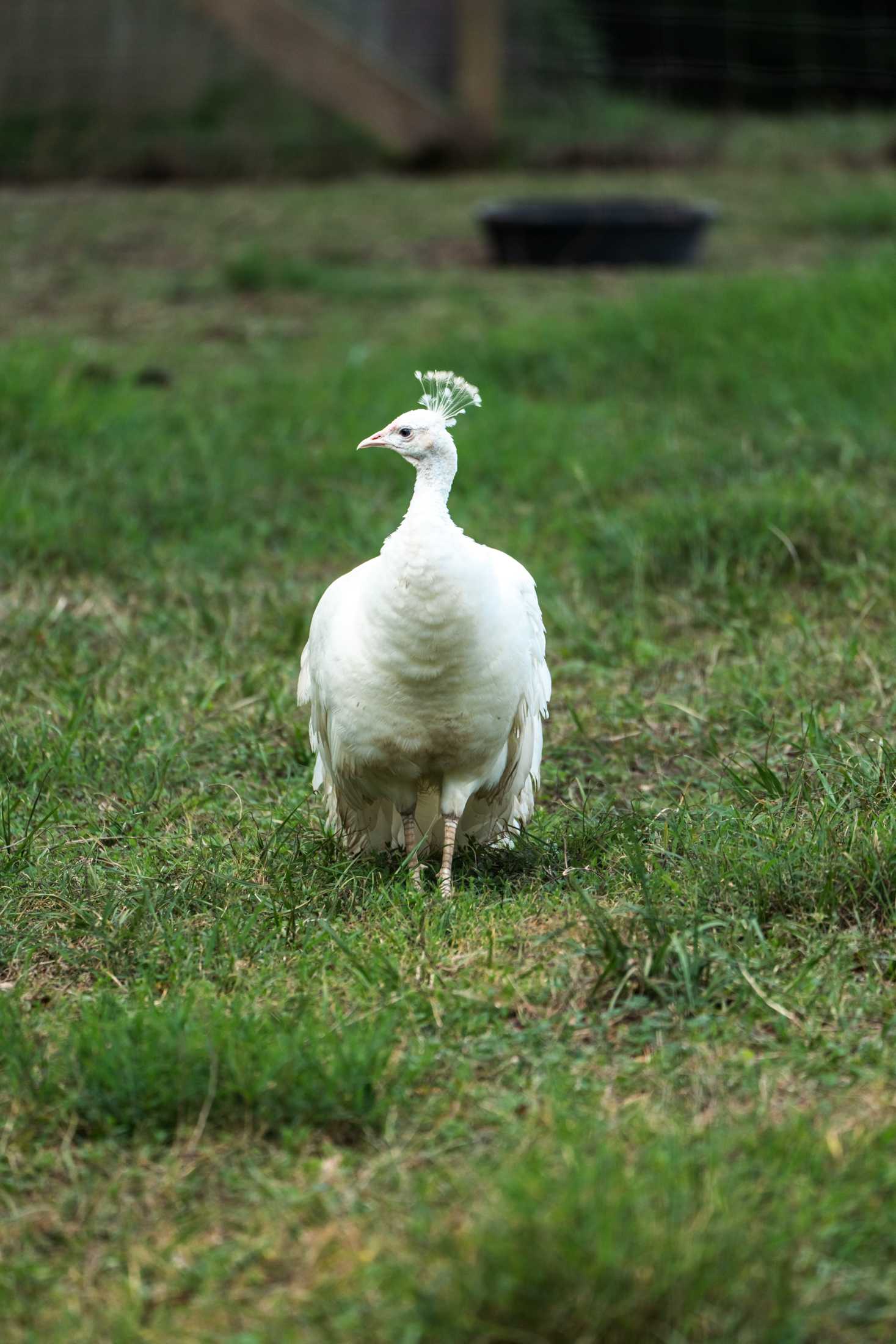 PHOTOS: The wildlife at Barn Hill Preserve