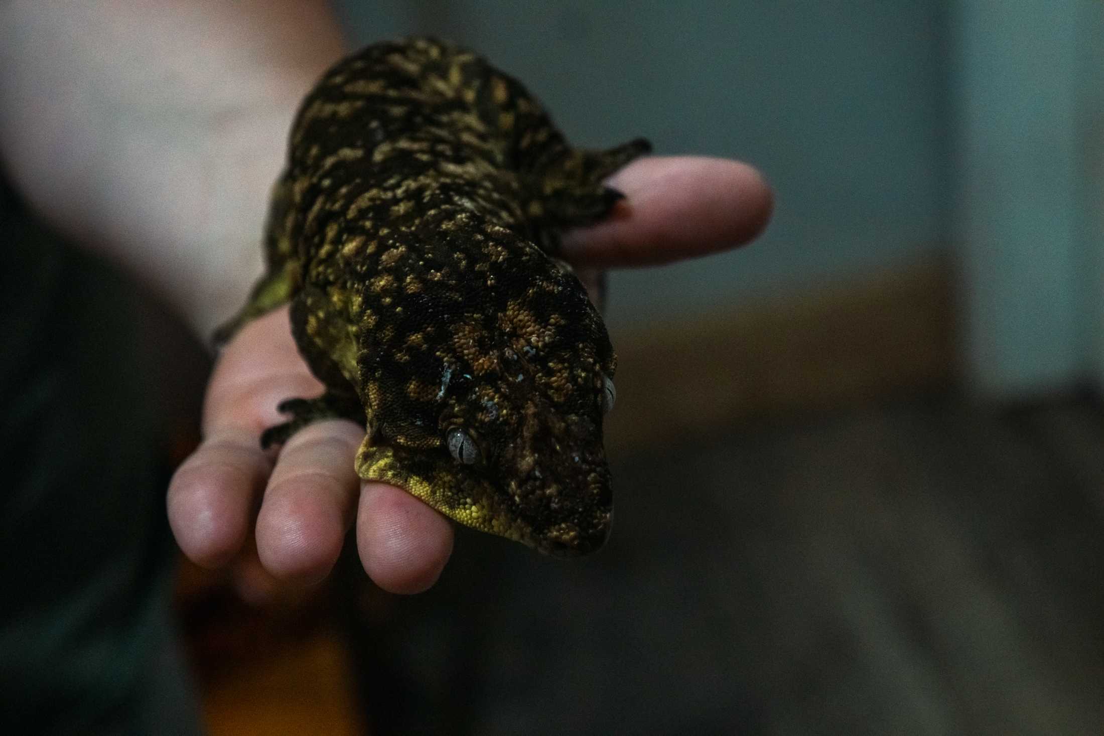 PHOTOS: The wildlife at Barn Hill Preserve