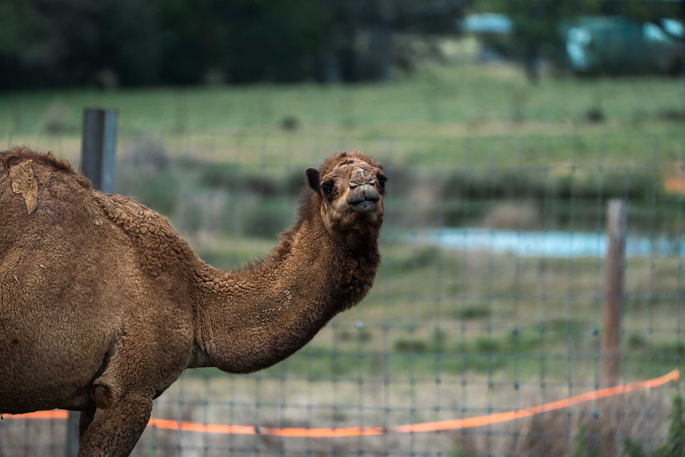 PHOTOS: The wildlife at Barn Hill Preserve