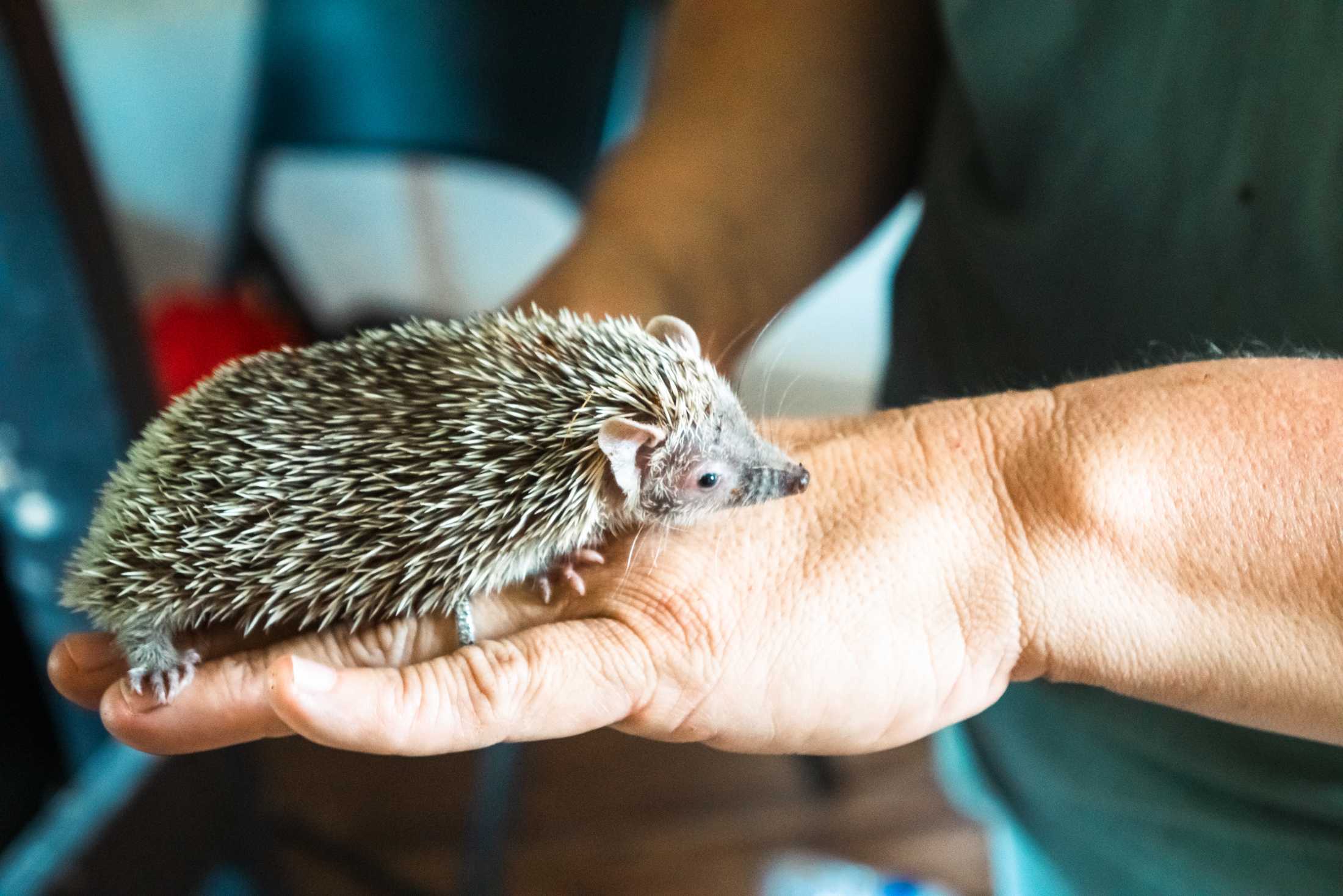 PHOTOS: The wildlife at Barn Hill Preserve