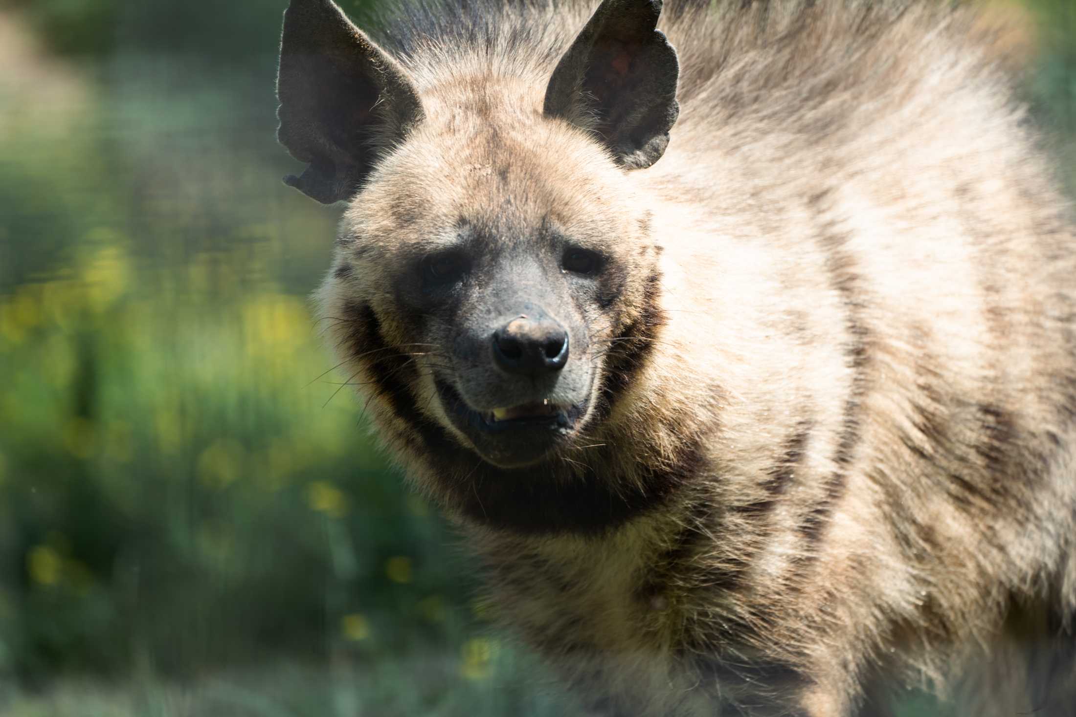 PHOTOS: The wildlife at Barn Hill Preserve