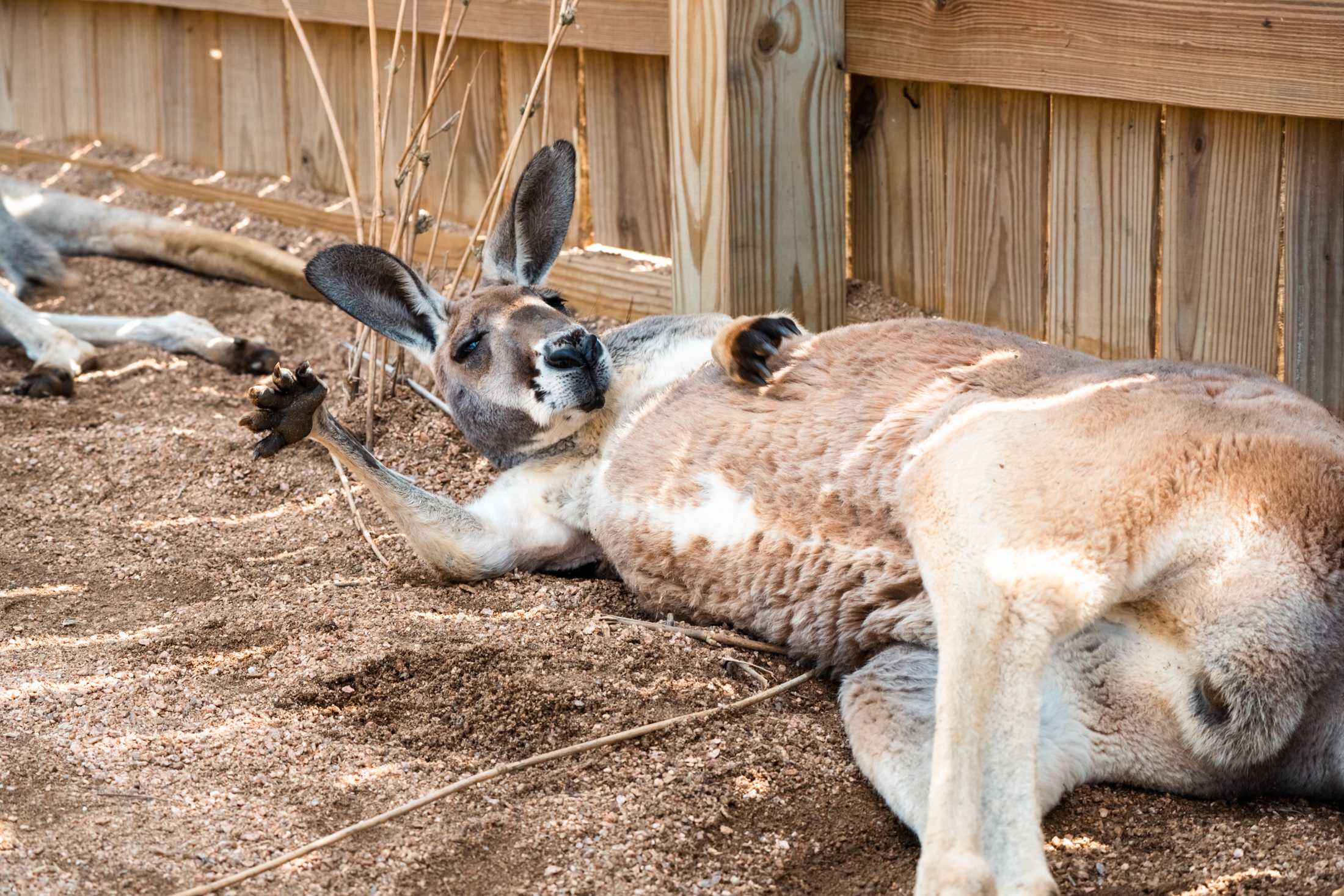 PHOTOS: The wildlife at Barn Hill Preserve