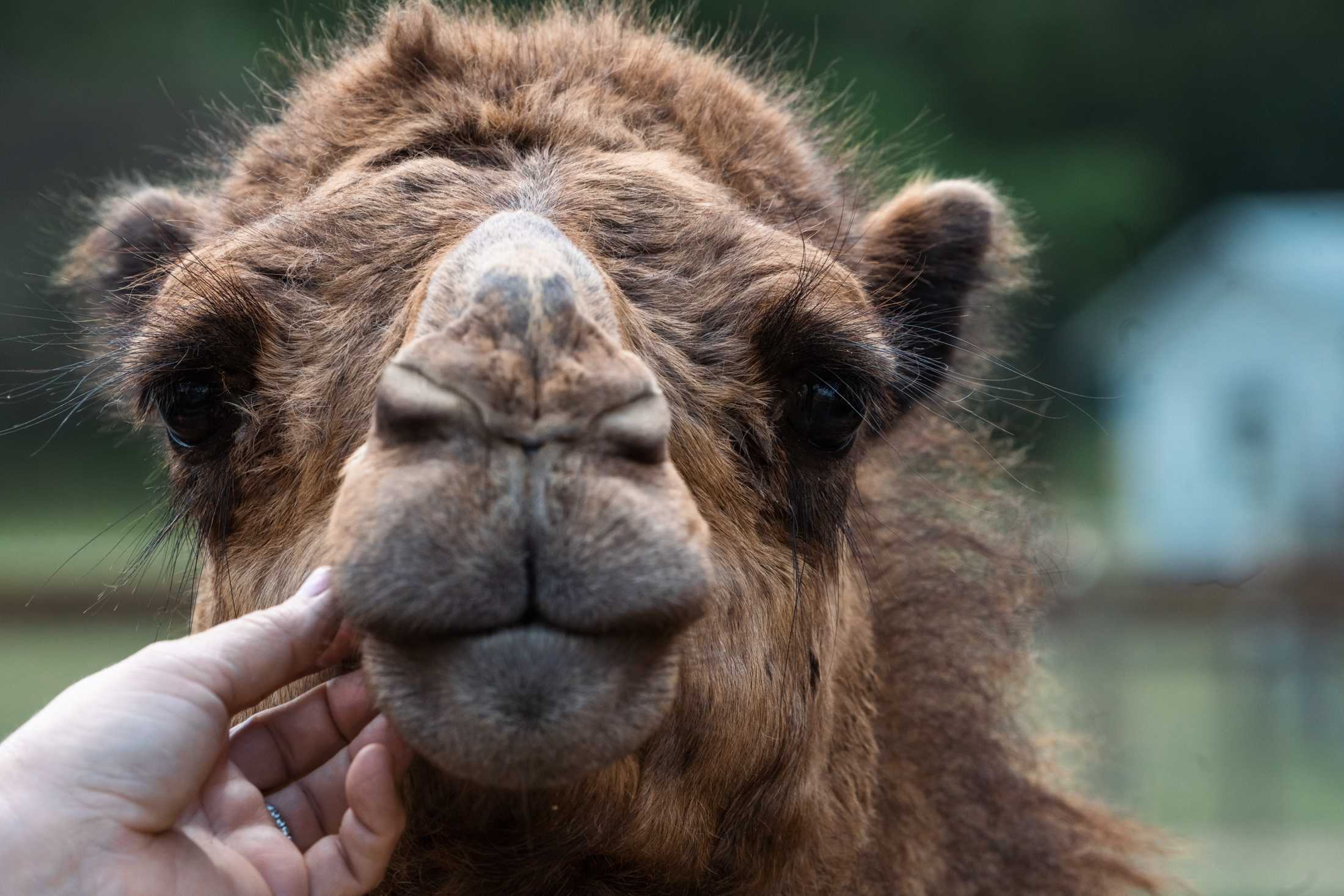 PHOTOS: The wildlife at Barn Hill Preserve