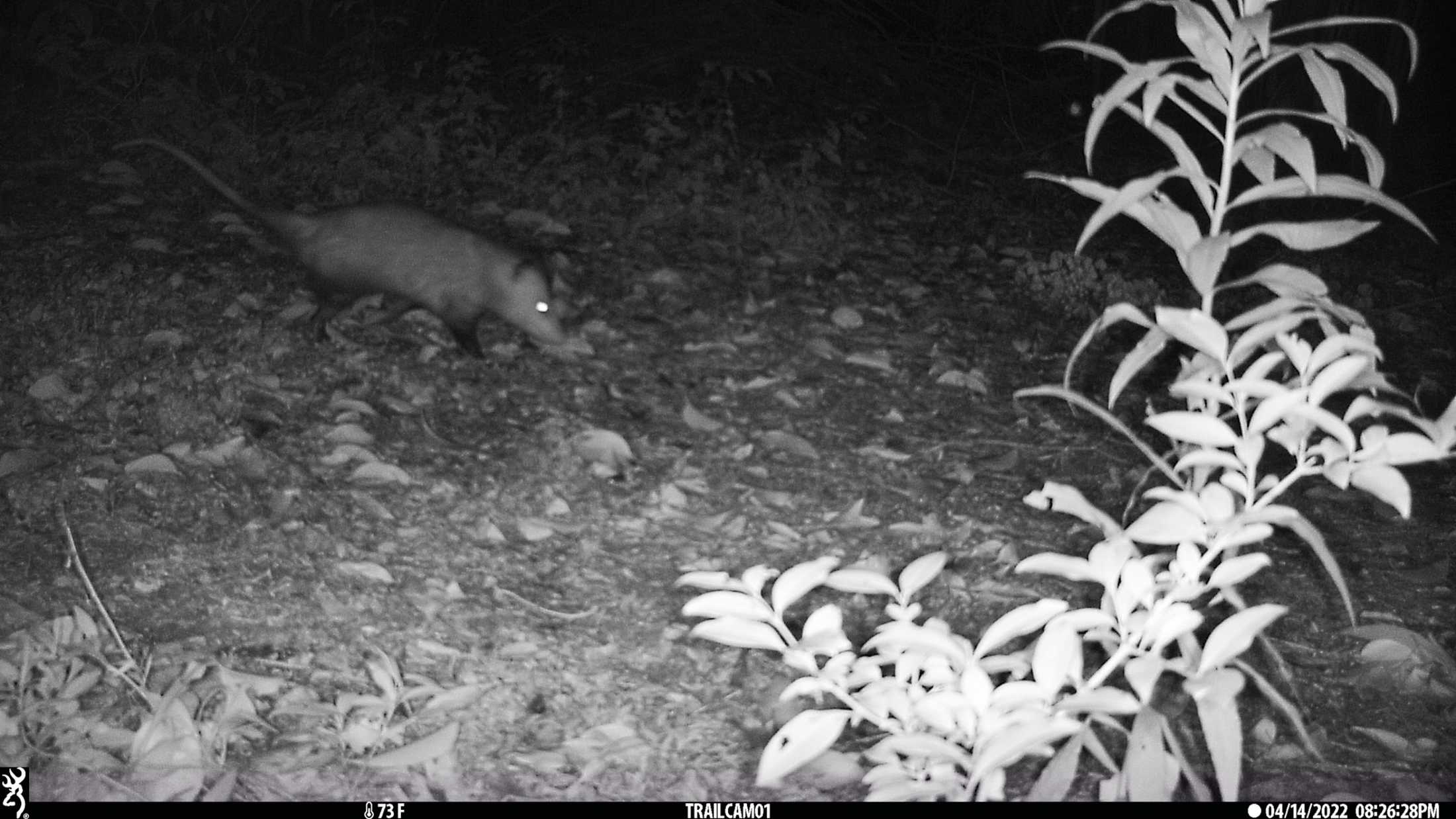 PHOTOS: LSU's nocturnal critters