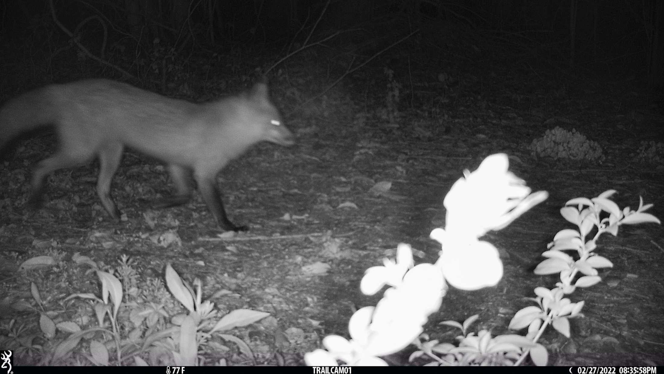 PHOTOS: LSU's nocturnal critters