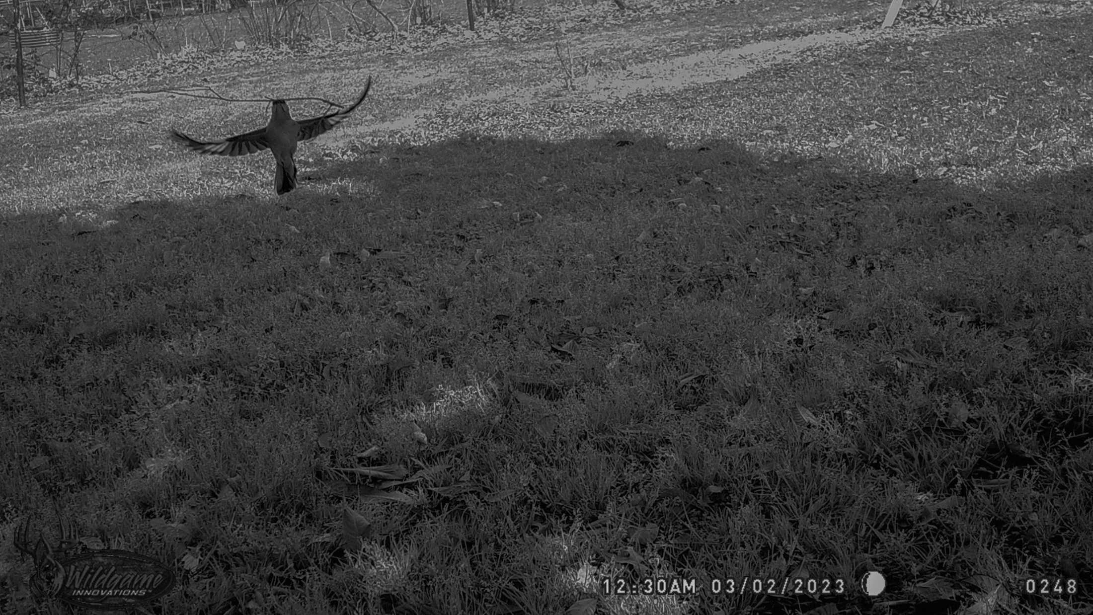 PHOTOS: LSU's nocturnal critters