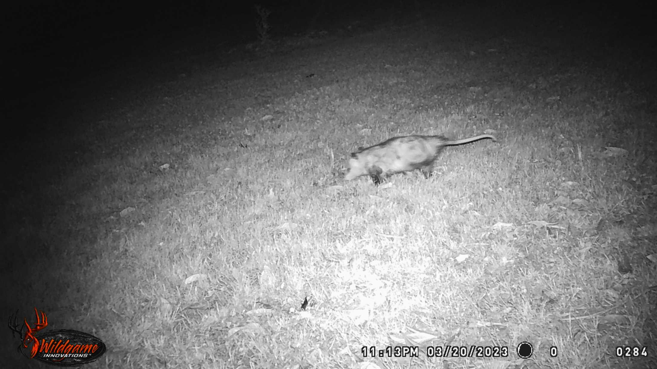 PHOTOS: LSU's nocturnal critters