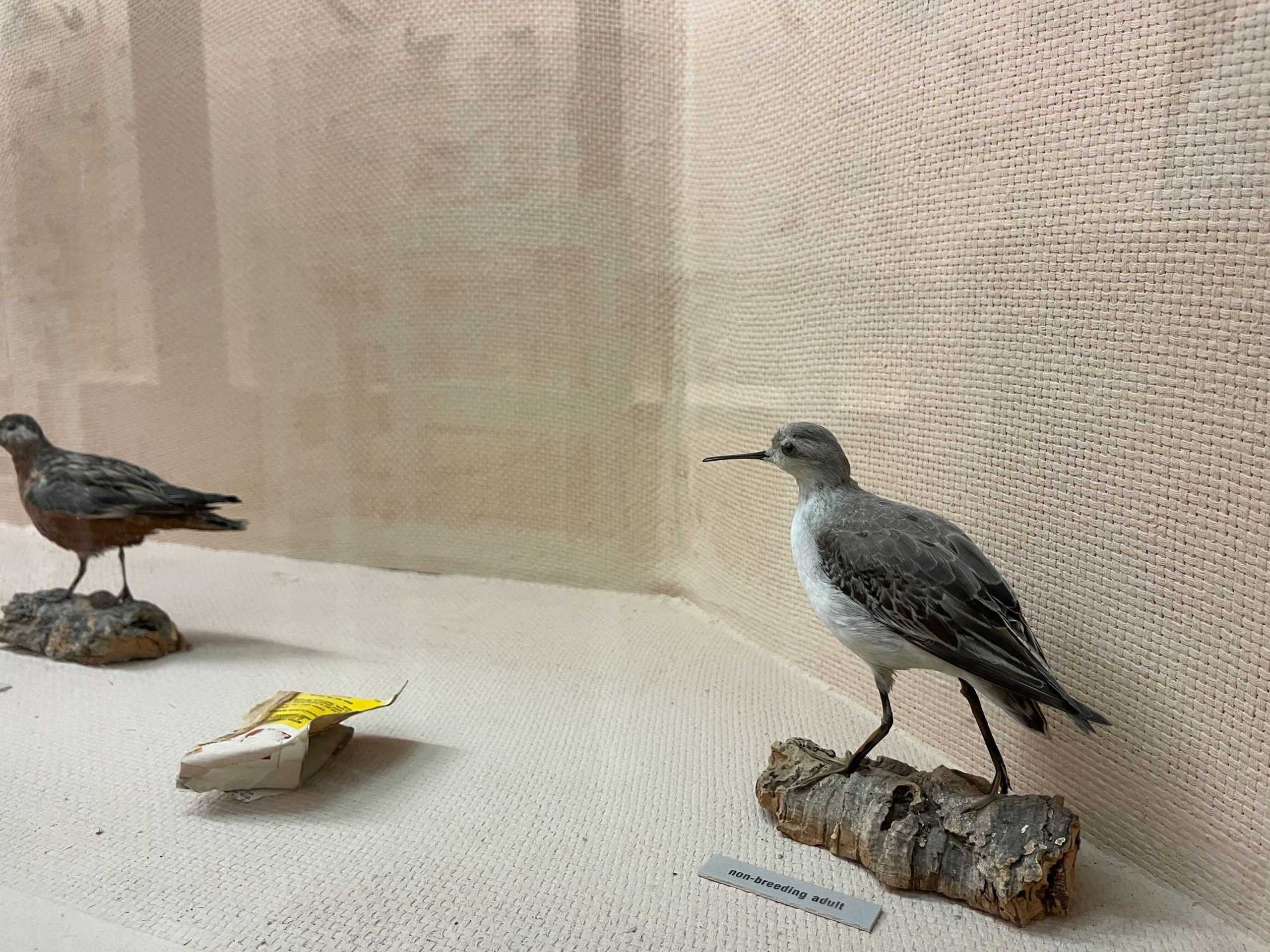 LSU Natural Science Museum hosts third largest university-based bird collection with over 500 birds