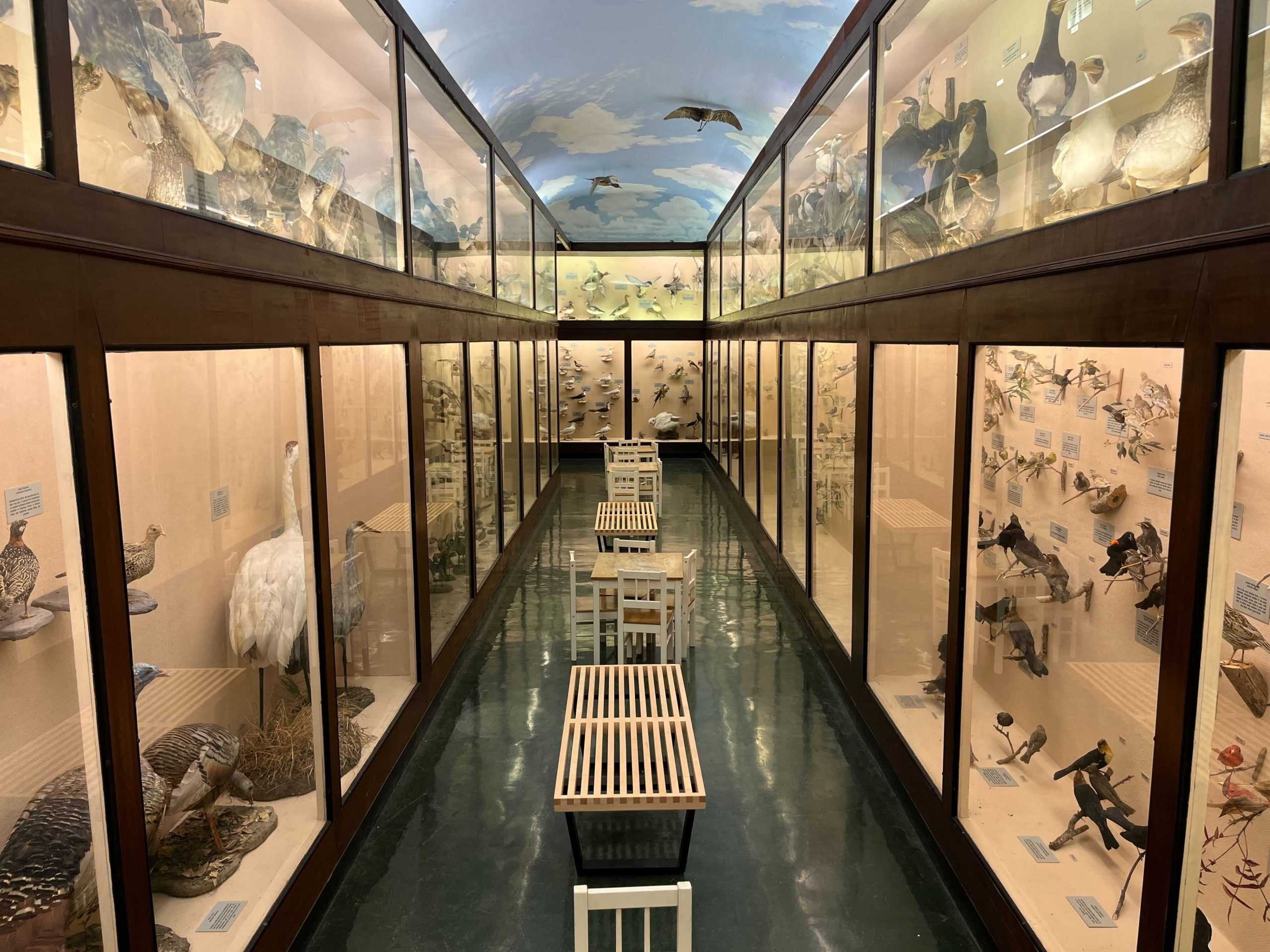 LSU Natural Science Museum hosts third largest university-based bird collection with over 500 birds