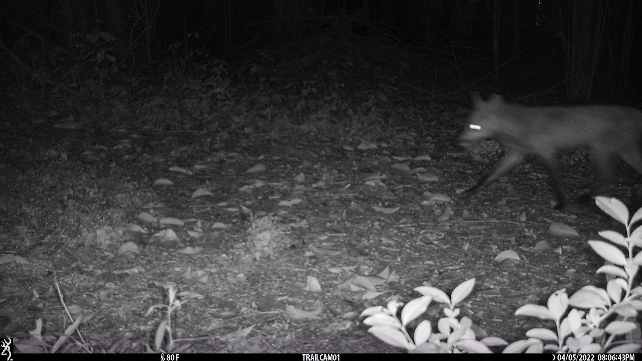 PHOTOS: LSU's nocturnal critters