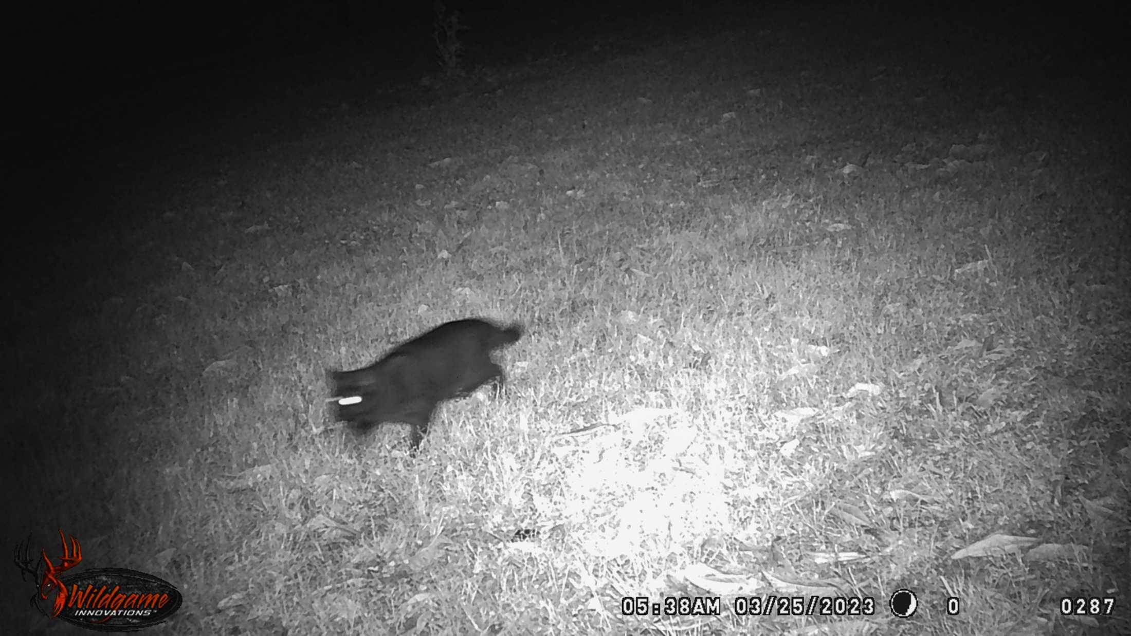 PHOTOS: LSU's nocturnal critters