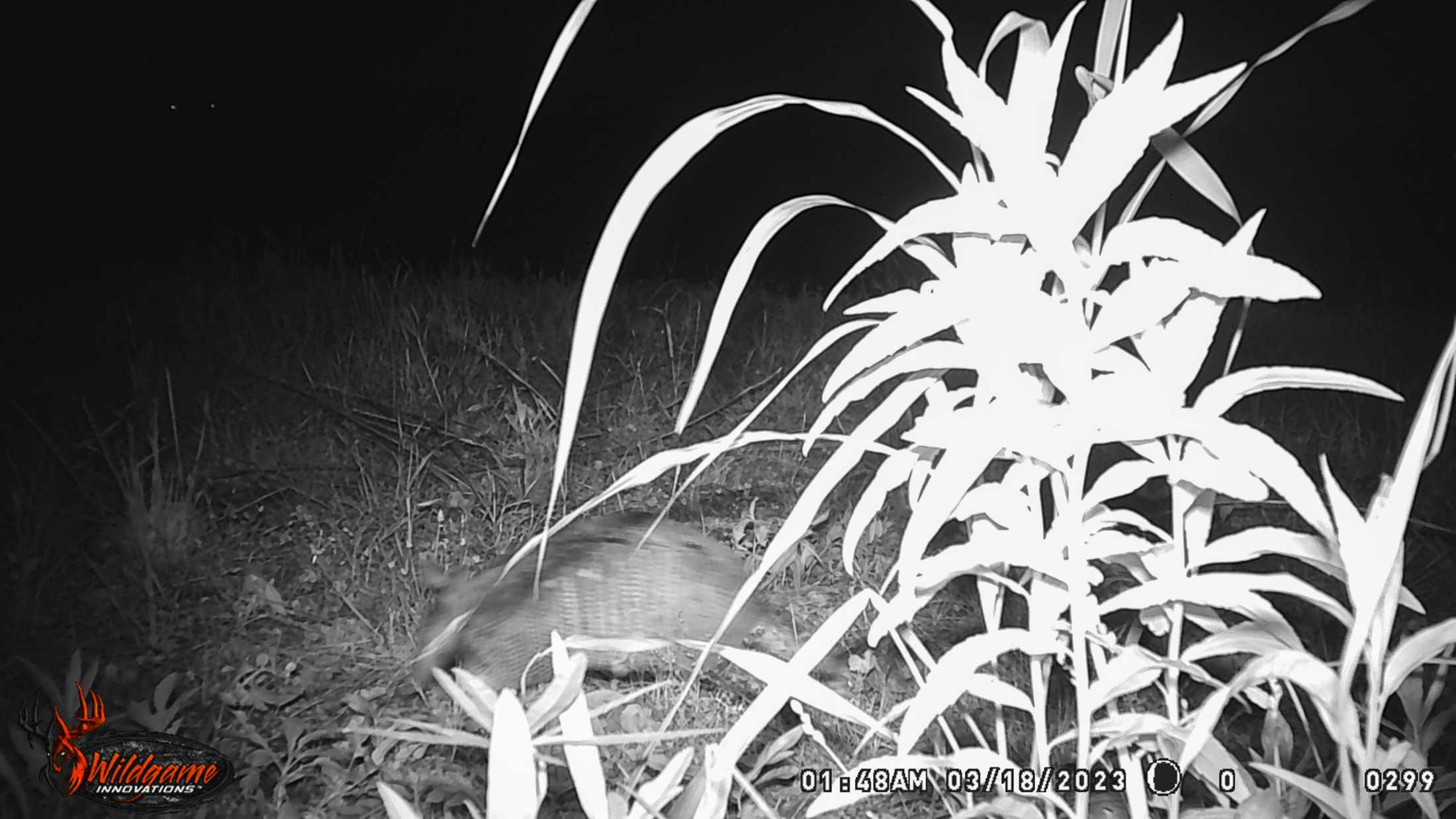 PHOTOS: LSU's nocturnal critters