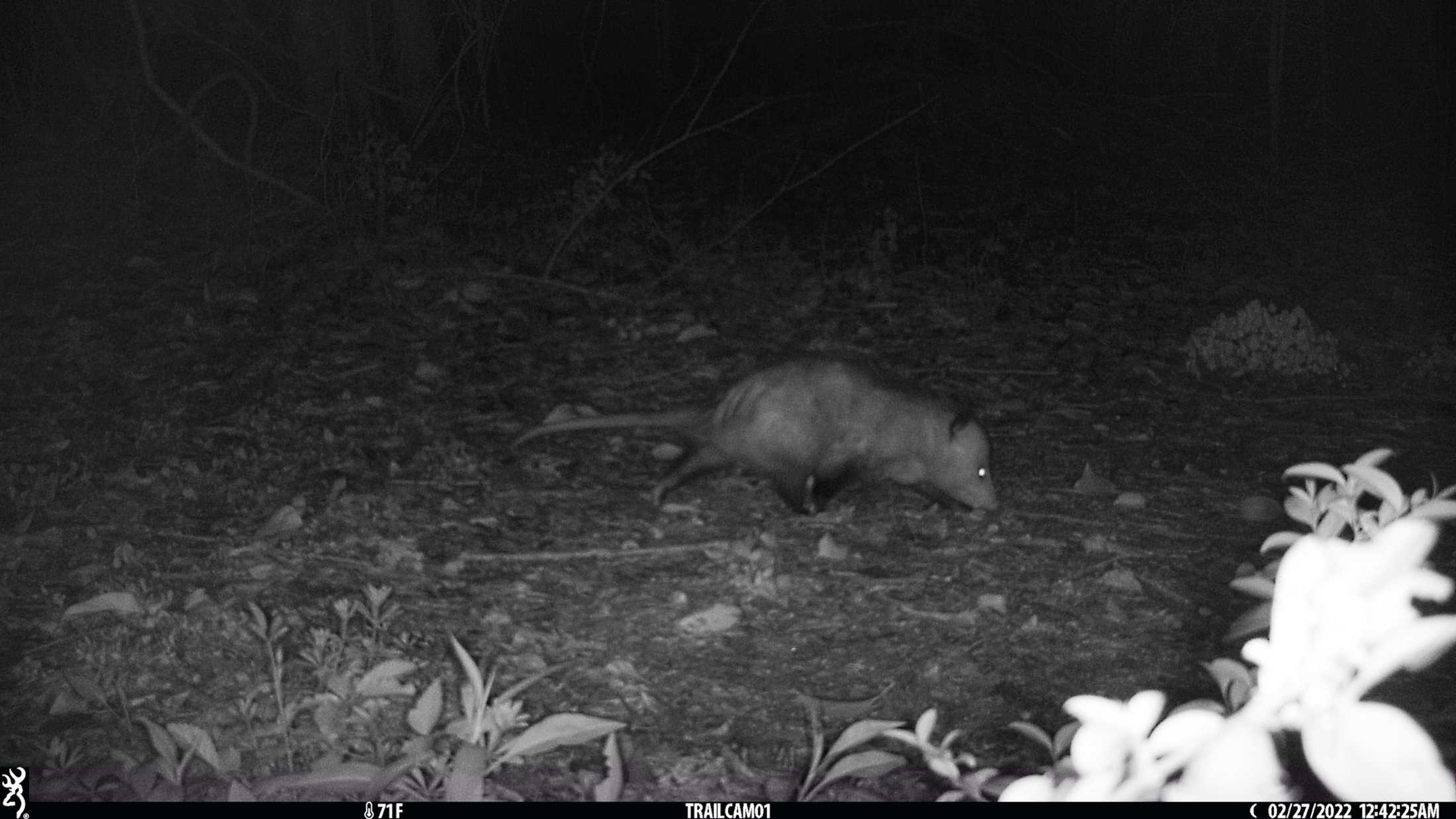 PHOTOS: LSU's nocturnal critters